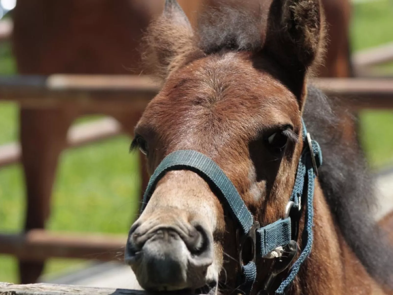 Bio Hof Rosentürmli gross - Image-tags.info