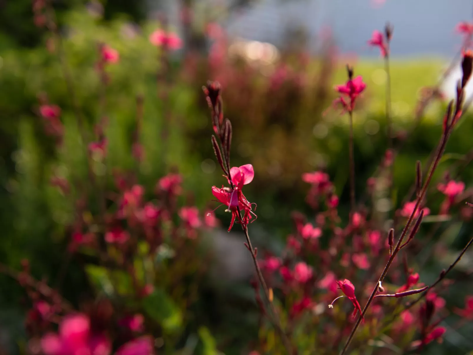 Evaeri Villa - Draußen