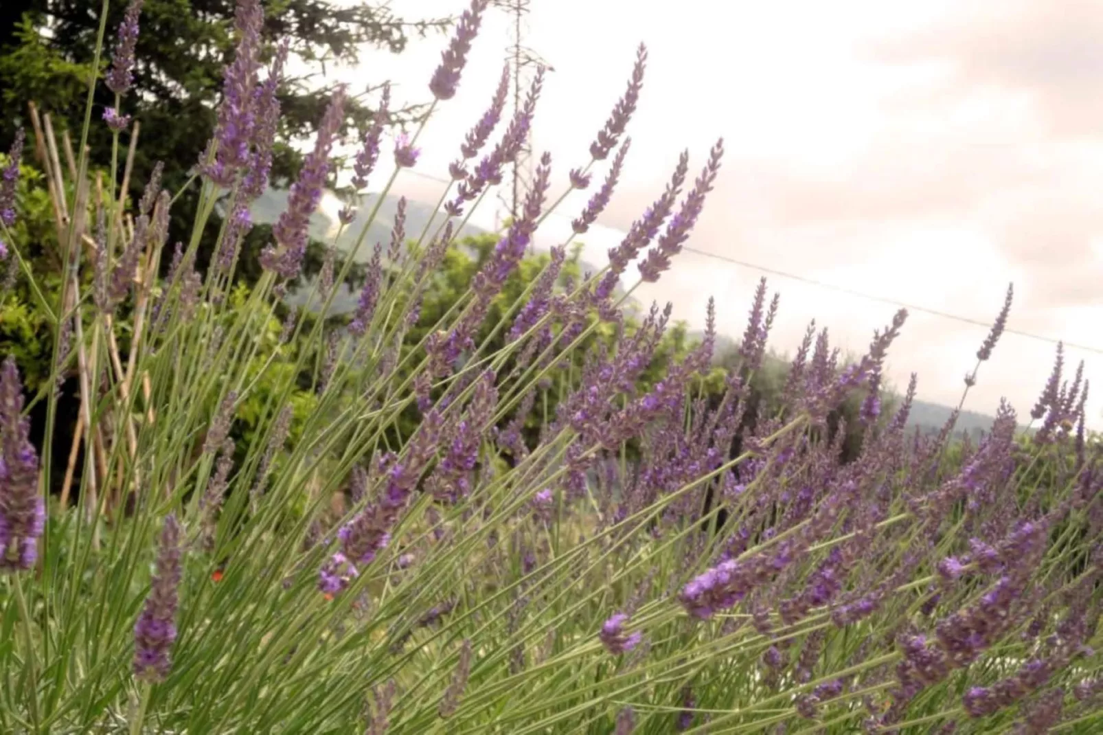 L'Eugénie - Ambiance