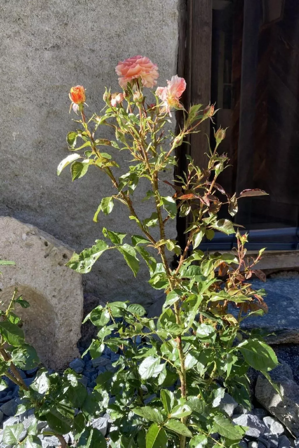 Chalet Le Grandzon **** (bis 8 Personen) - Draußen