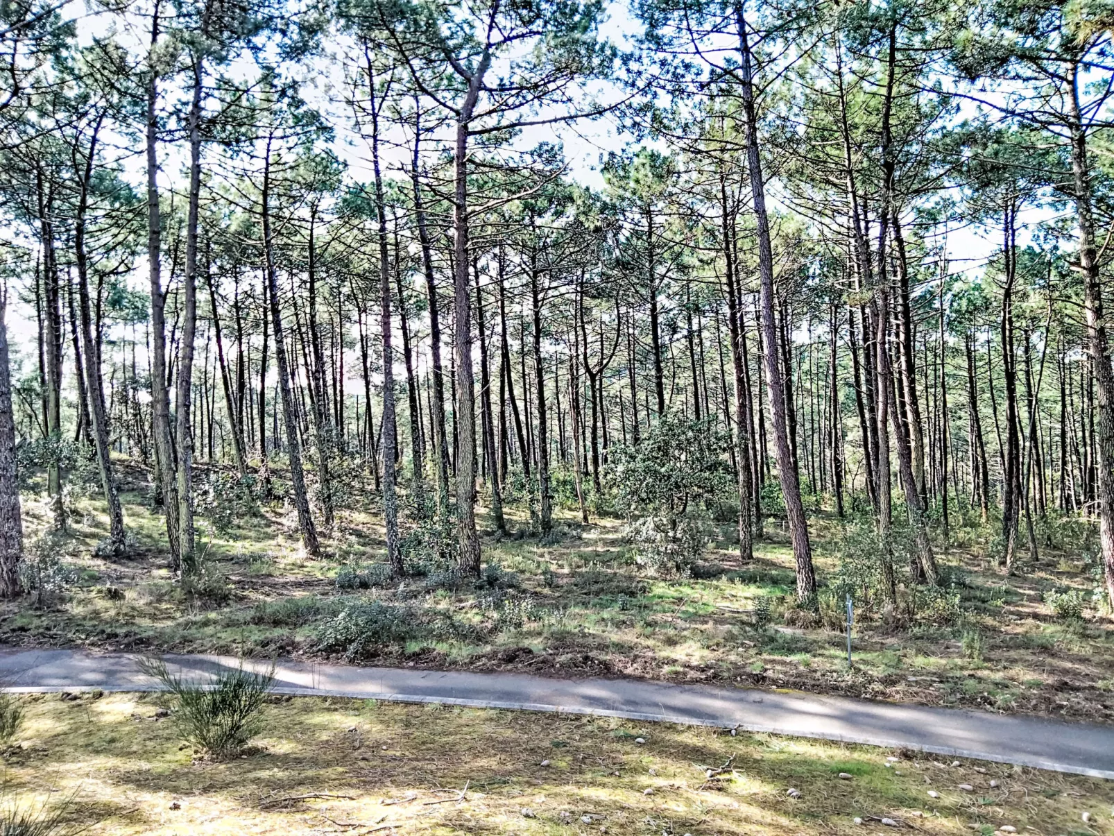 Les Grands Pins - Dehors