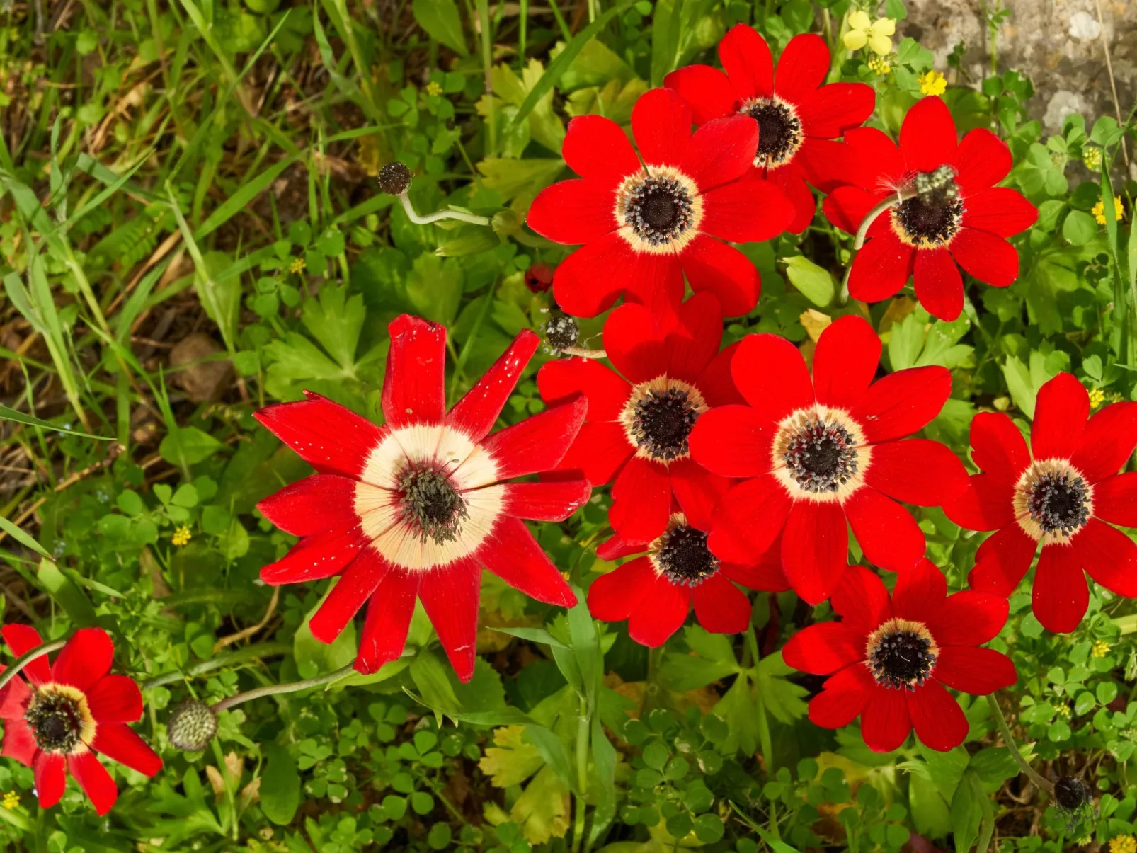 Wohnung in Kallithea mit Garten und Terrasse - Image-tags.info