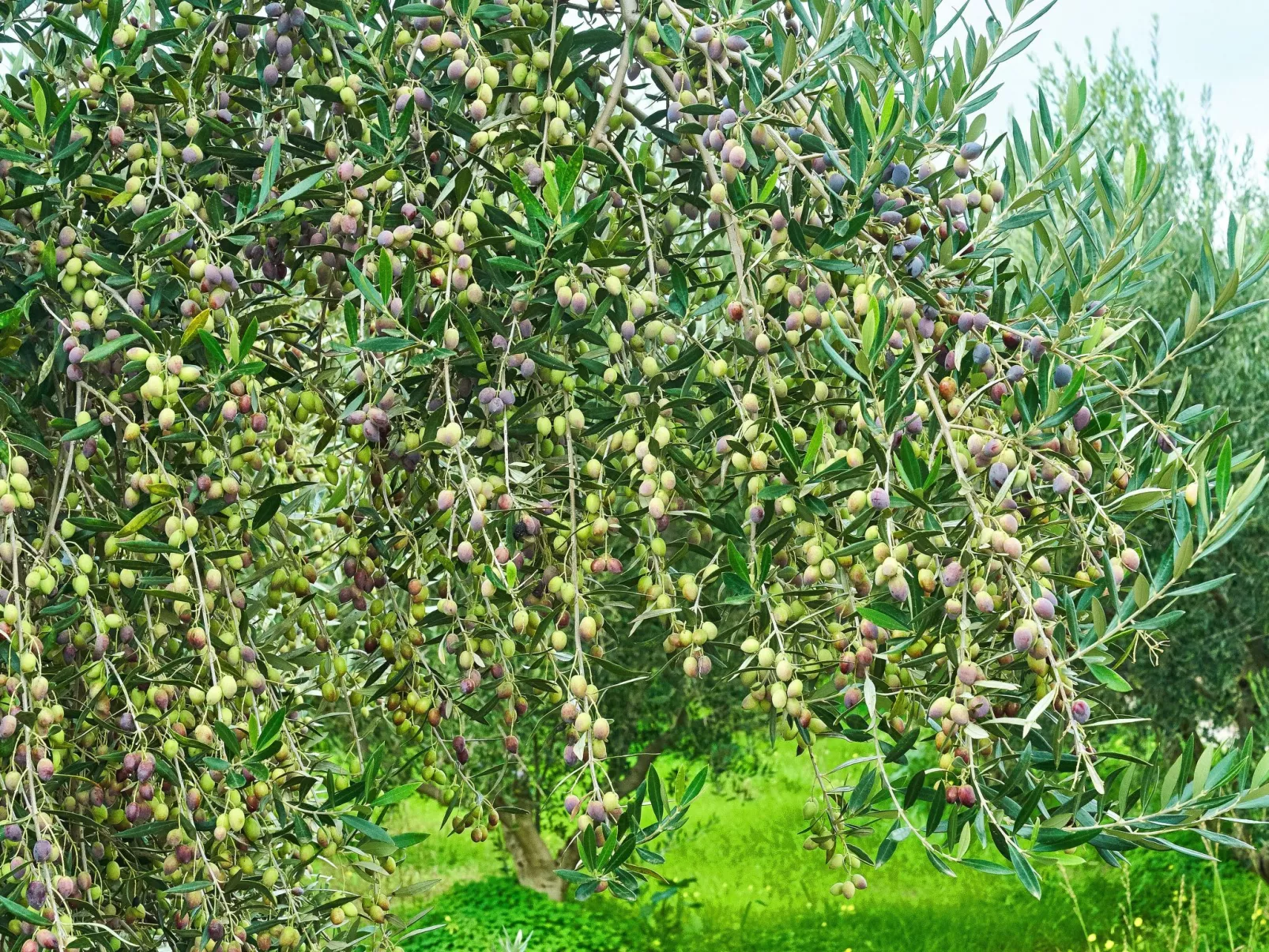 Wohnung in Kallithea mit Garten und Terrasse - Image-tags.info