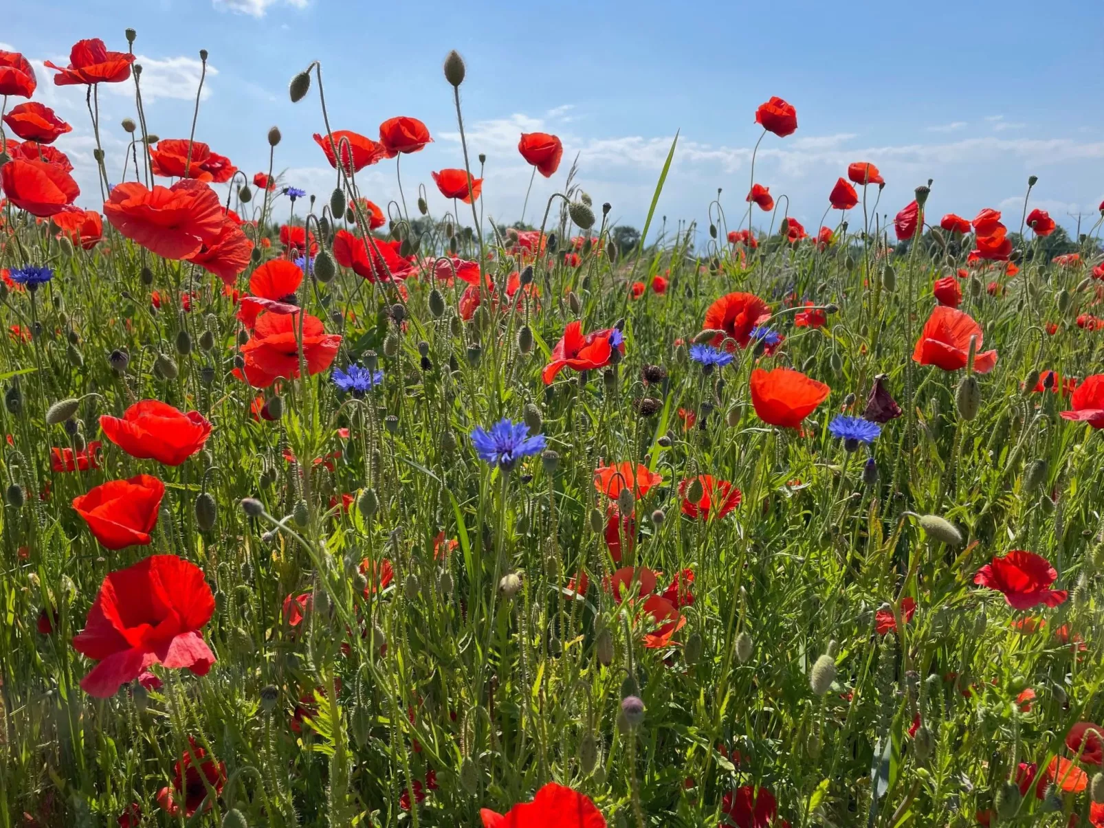 Mediterran - Outside