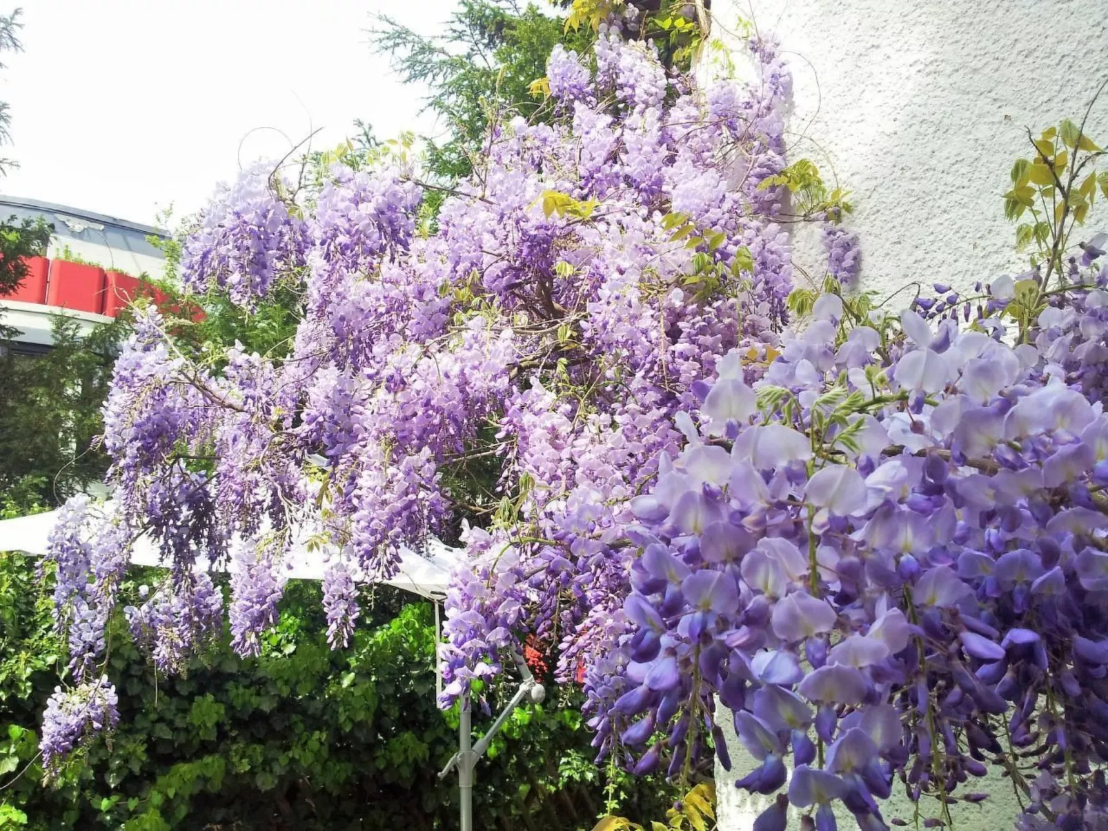 Kleine Villa West - Outside