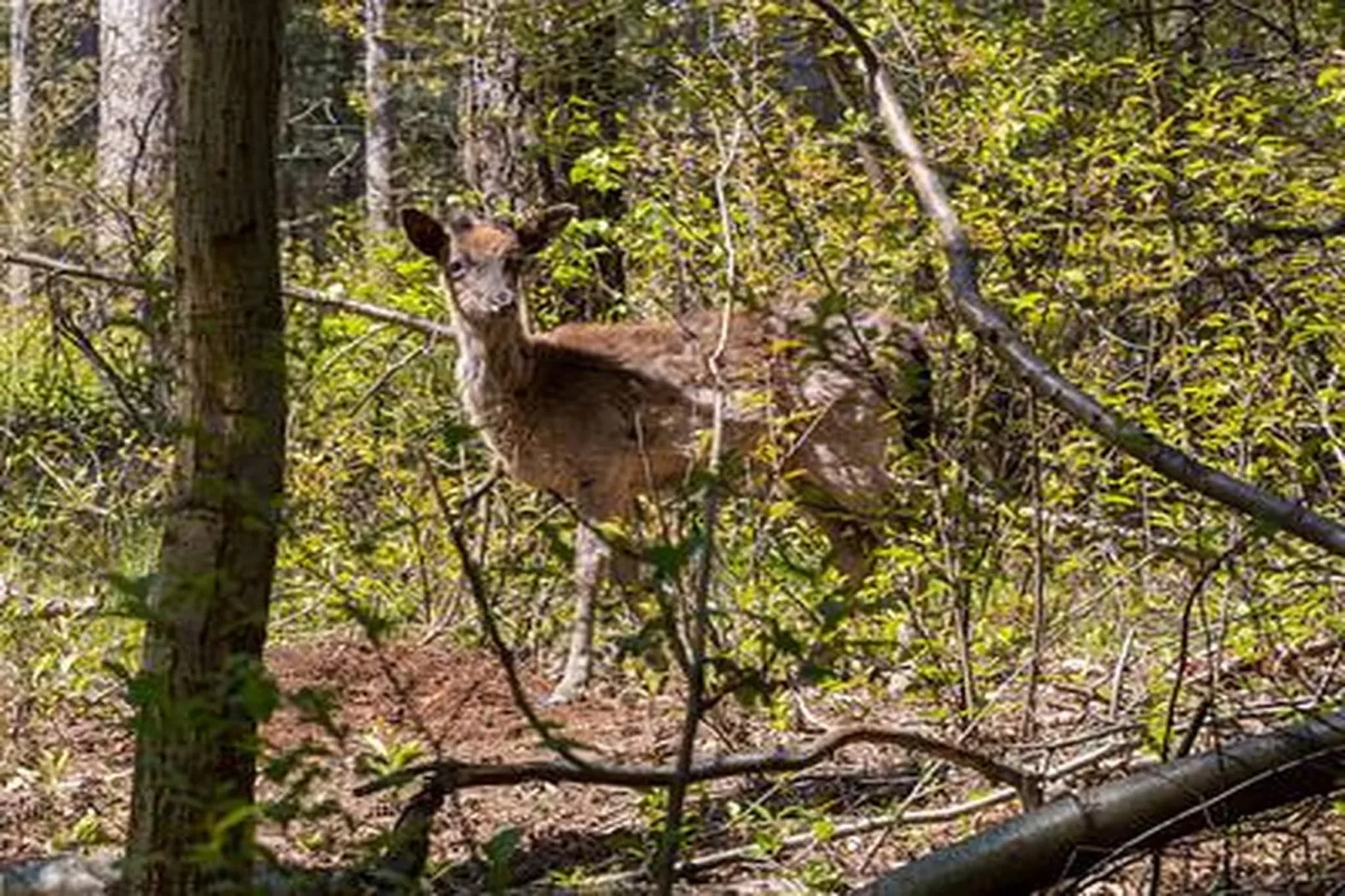 Duinhoeve Duinlodges 2 pers (huisdiervriendelijk) - Ambiance