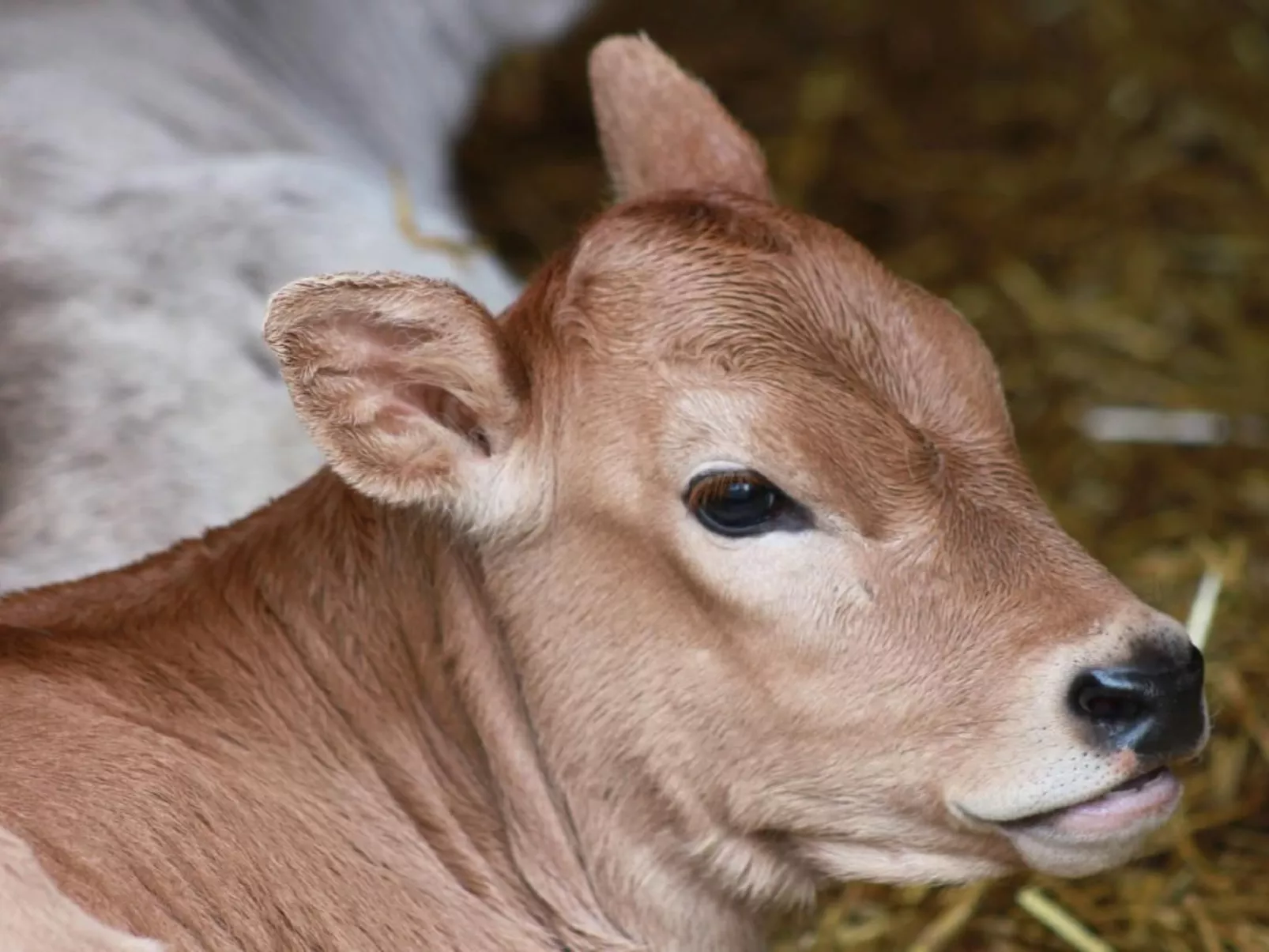 Bio Hof Rosentürmli gross - Image-tags.info