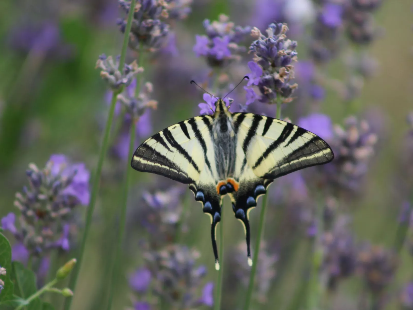 Haus "l'Ecurie" mit Terrasse und Garten - Image-tags.info