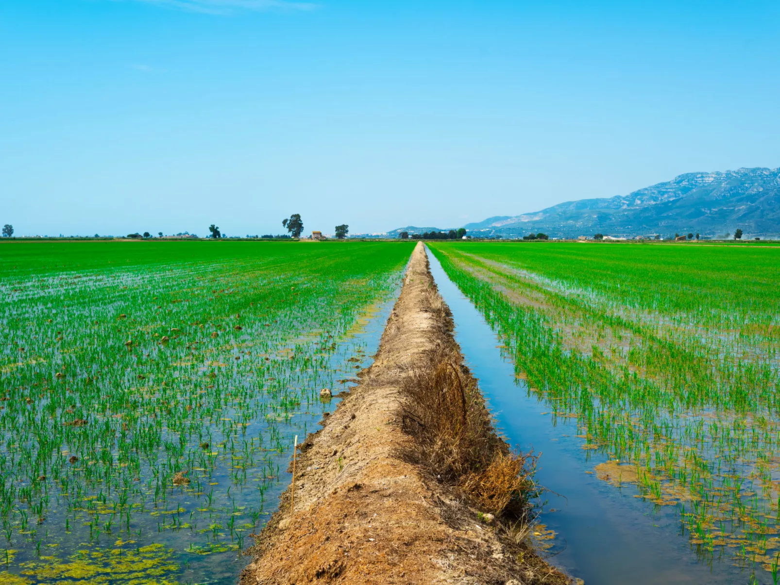 Falco - Environnement