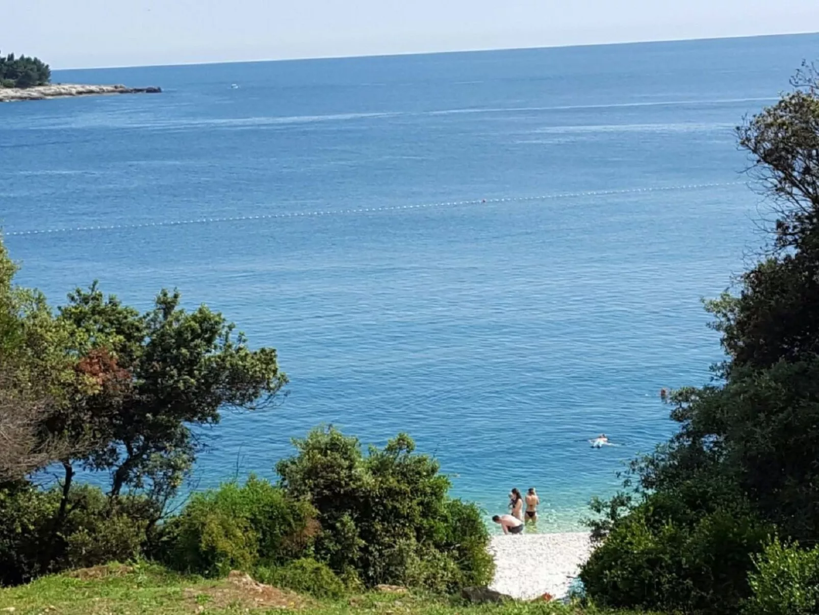 Ginkgo 3 - Image-tags.info