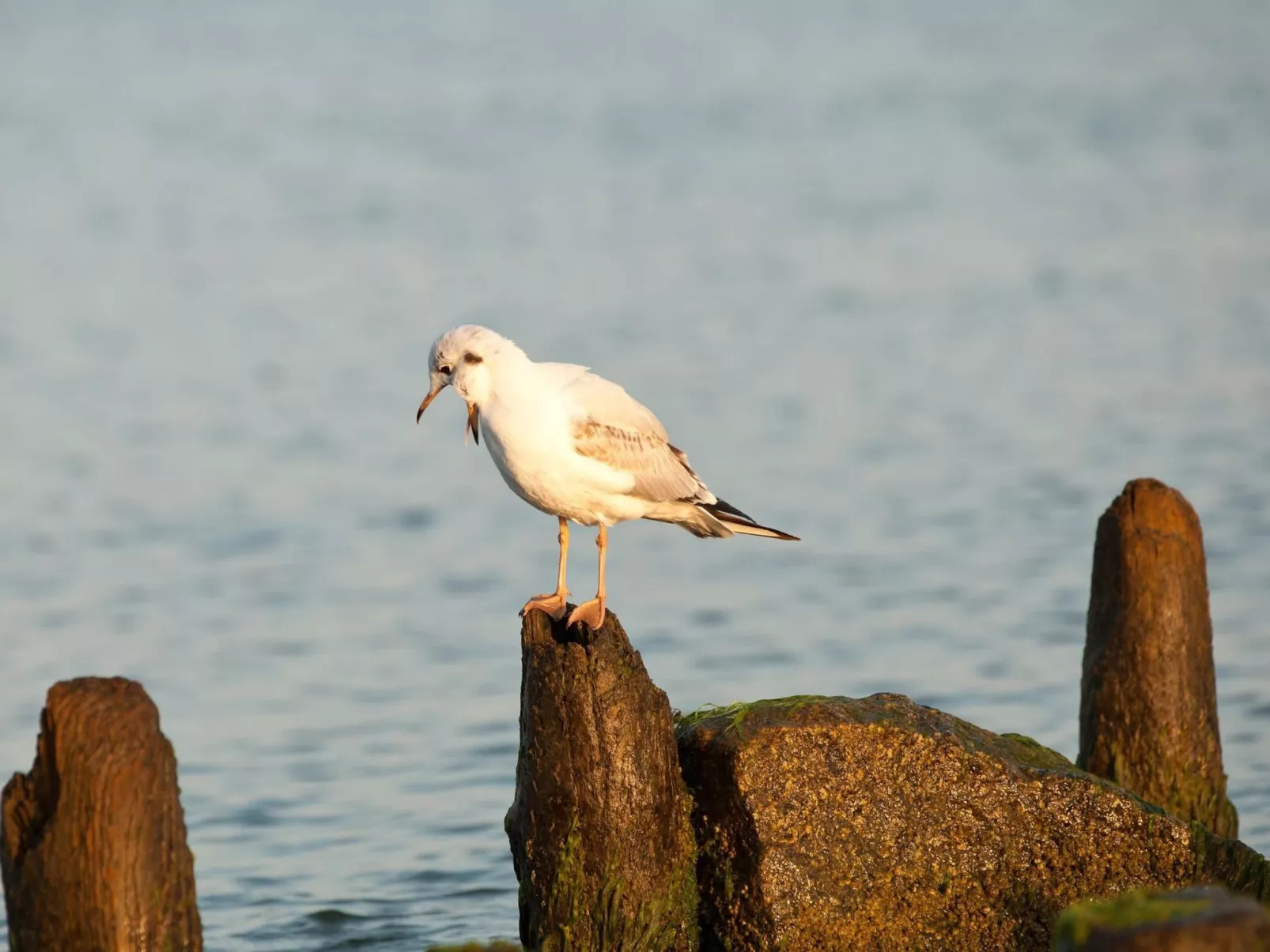 Wohnung mit Panoramaverglasung und Meerblick - Dehors