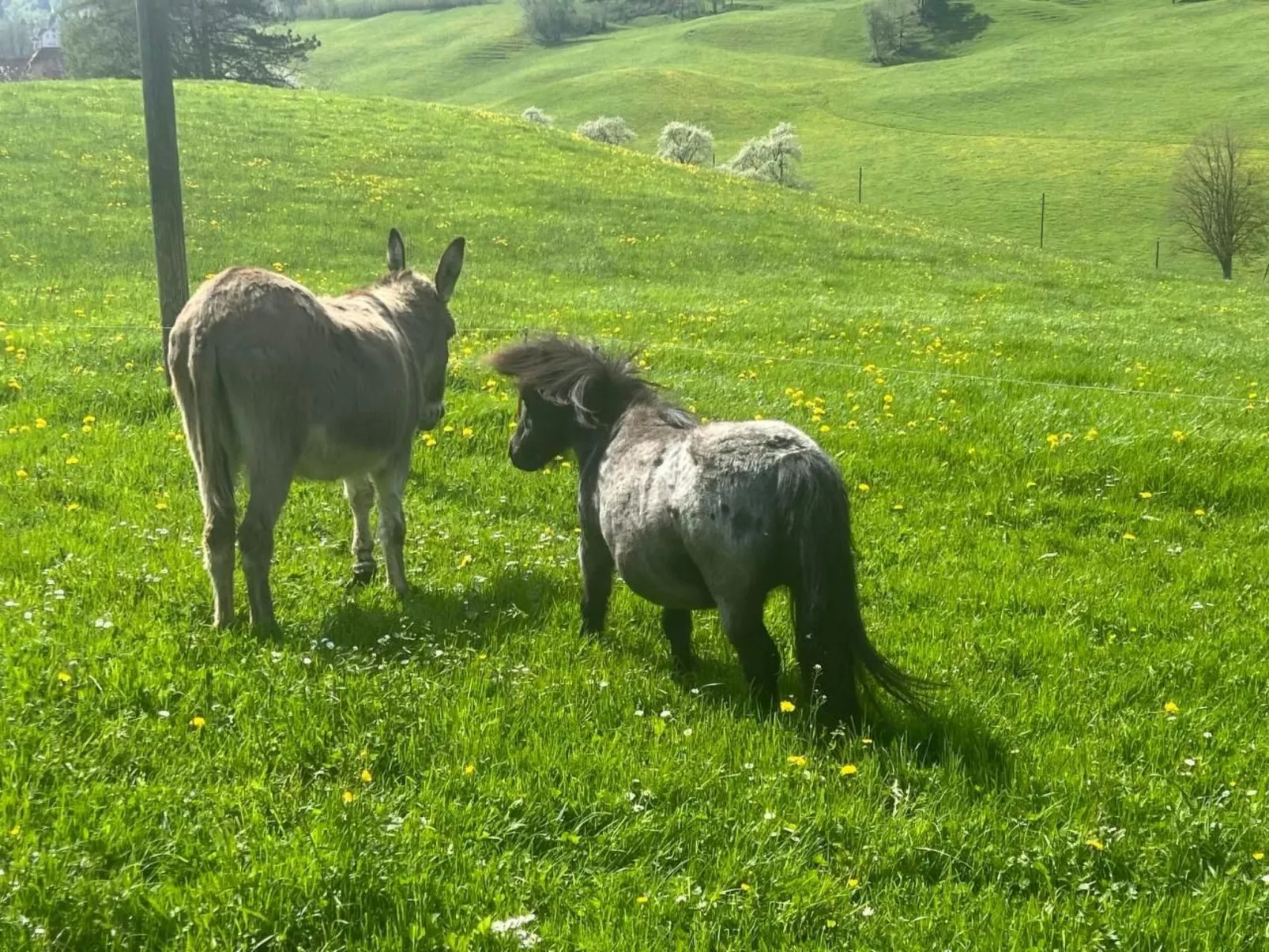 Schafmatthof 1 Obergeschoss - Draußen