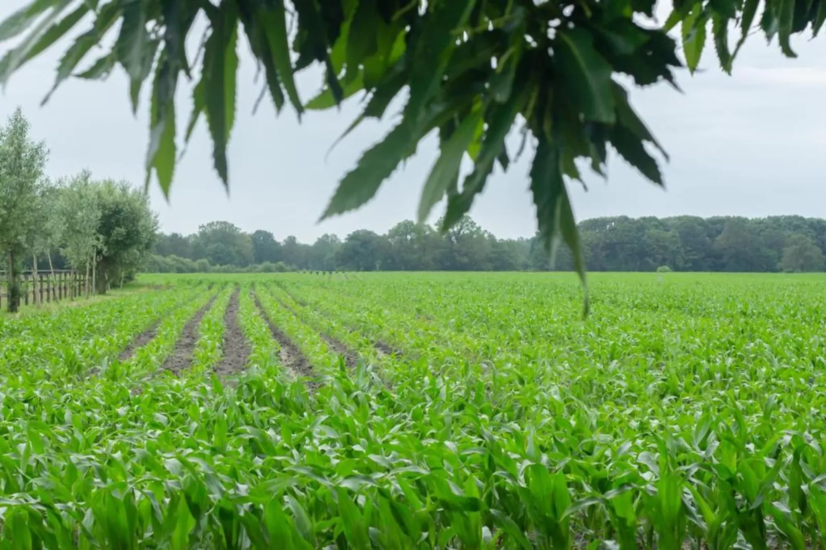 Chalet Egel - Gebiete Sommer 20 km