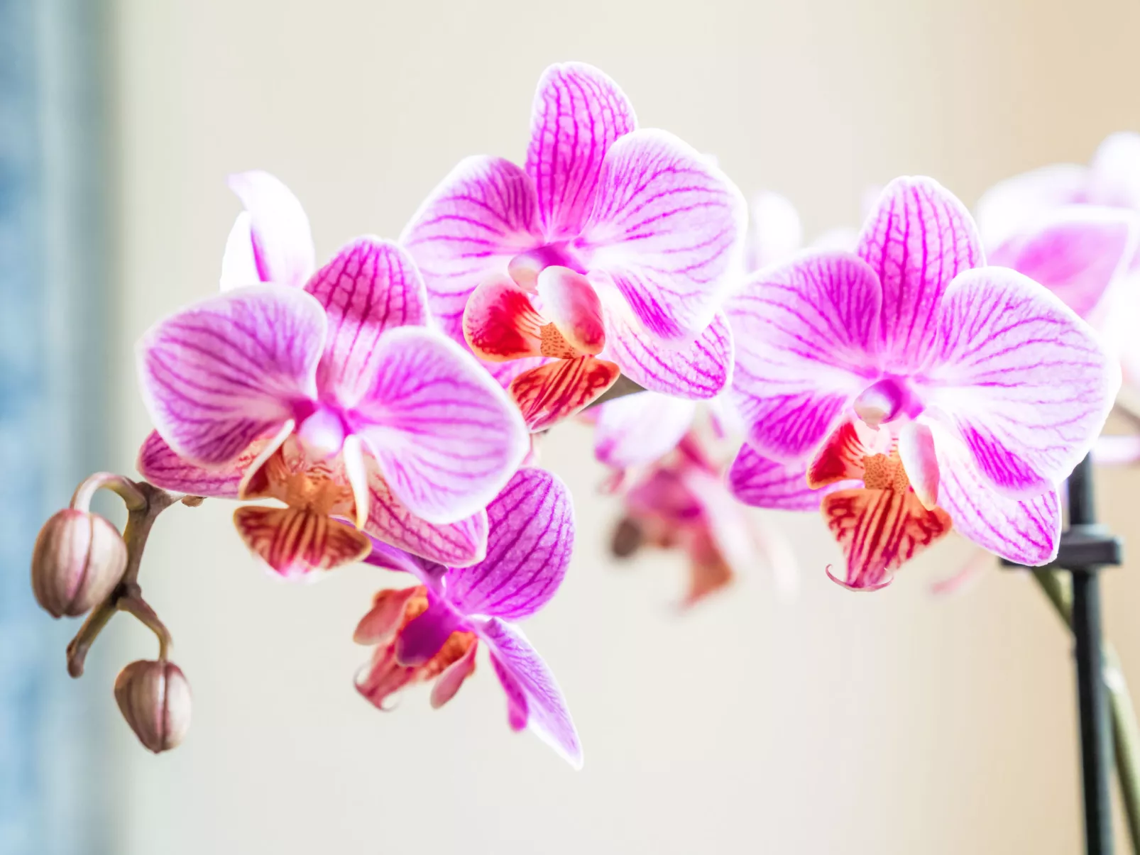 Chesa Michel Roseg - Drinnen