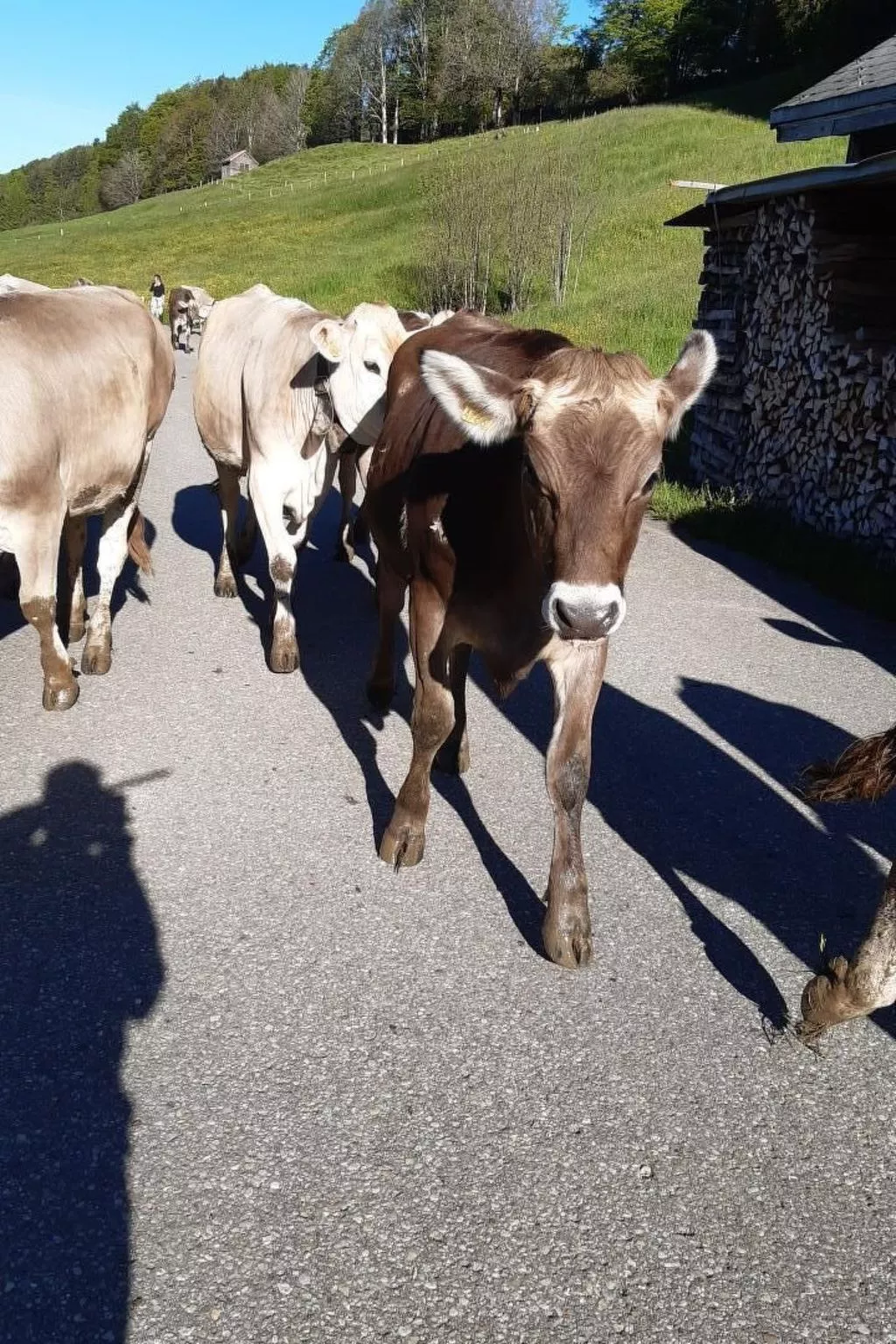 Hof Unterstein - Dehors
