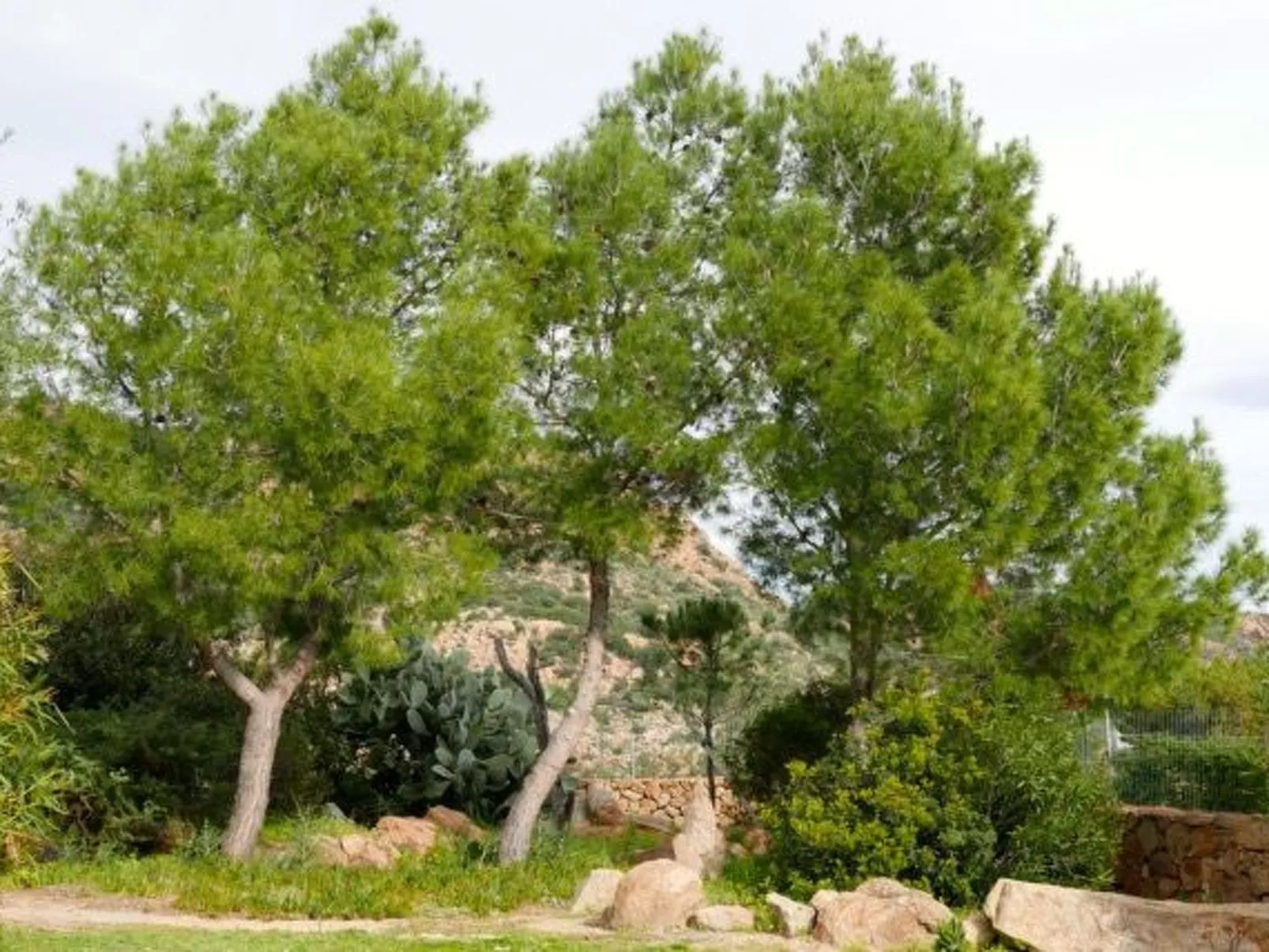 "Anania - Image-tags.info