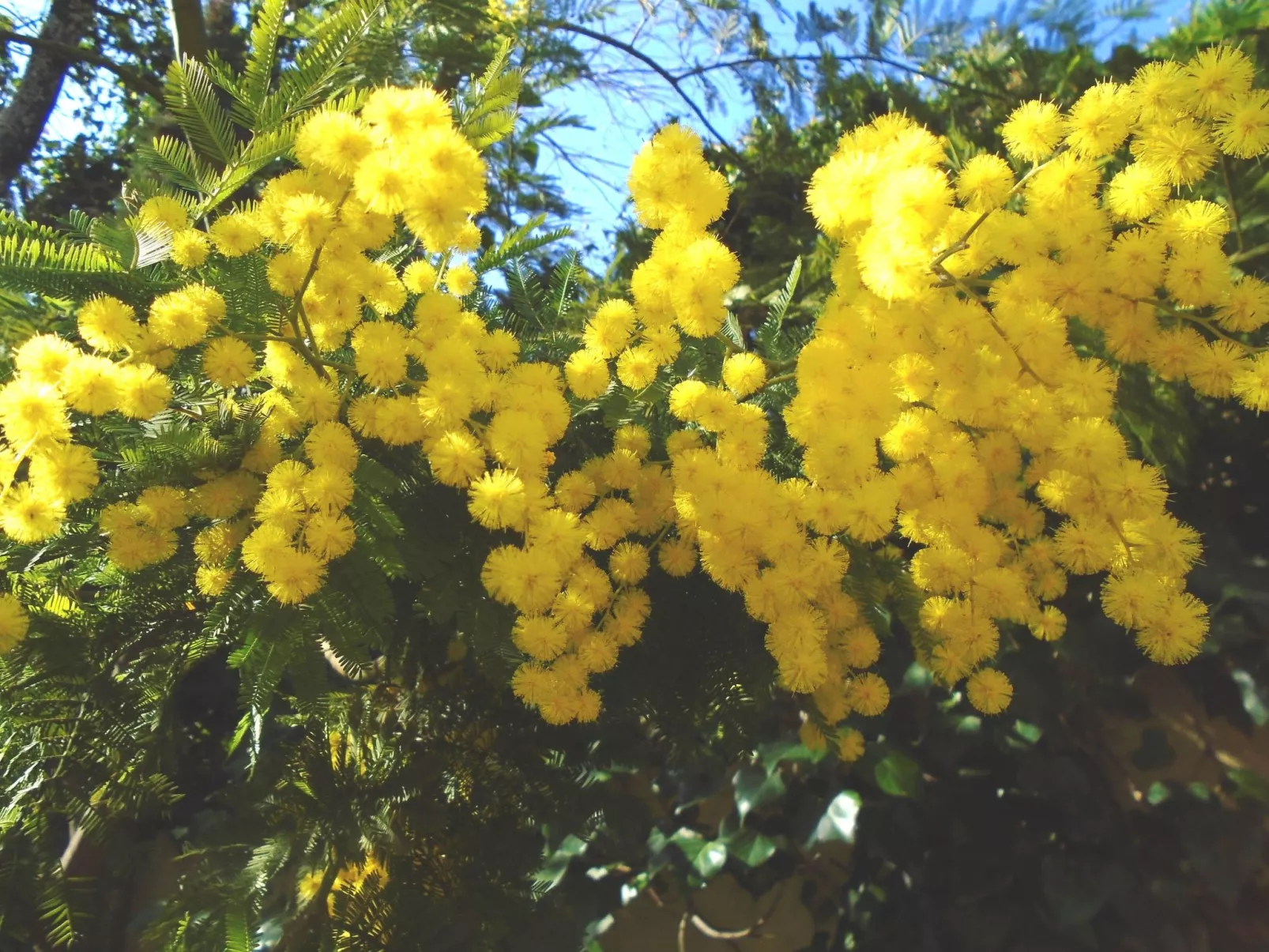 La Soleillade apt mit exklusiver Nutzung des großen Pools - Draußen