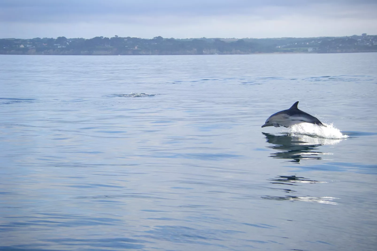 Ferienwohnung in Plougonvelin - Gebiete Sommer 20 km