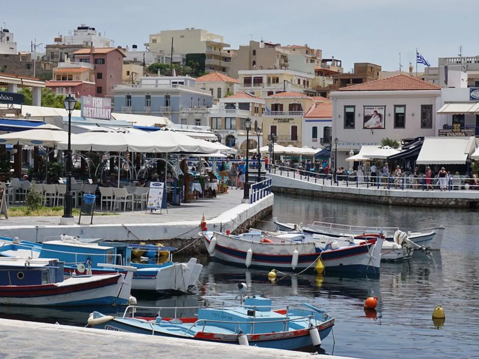 Oleander - Image-tags.info