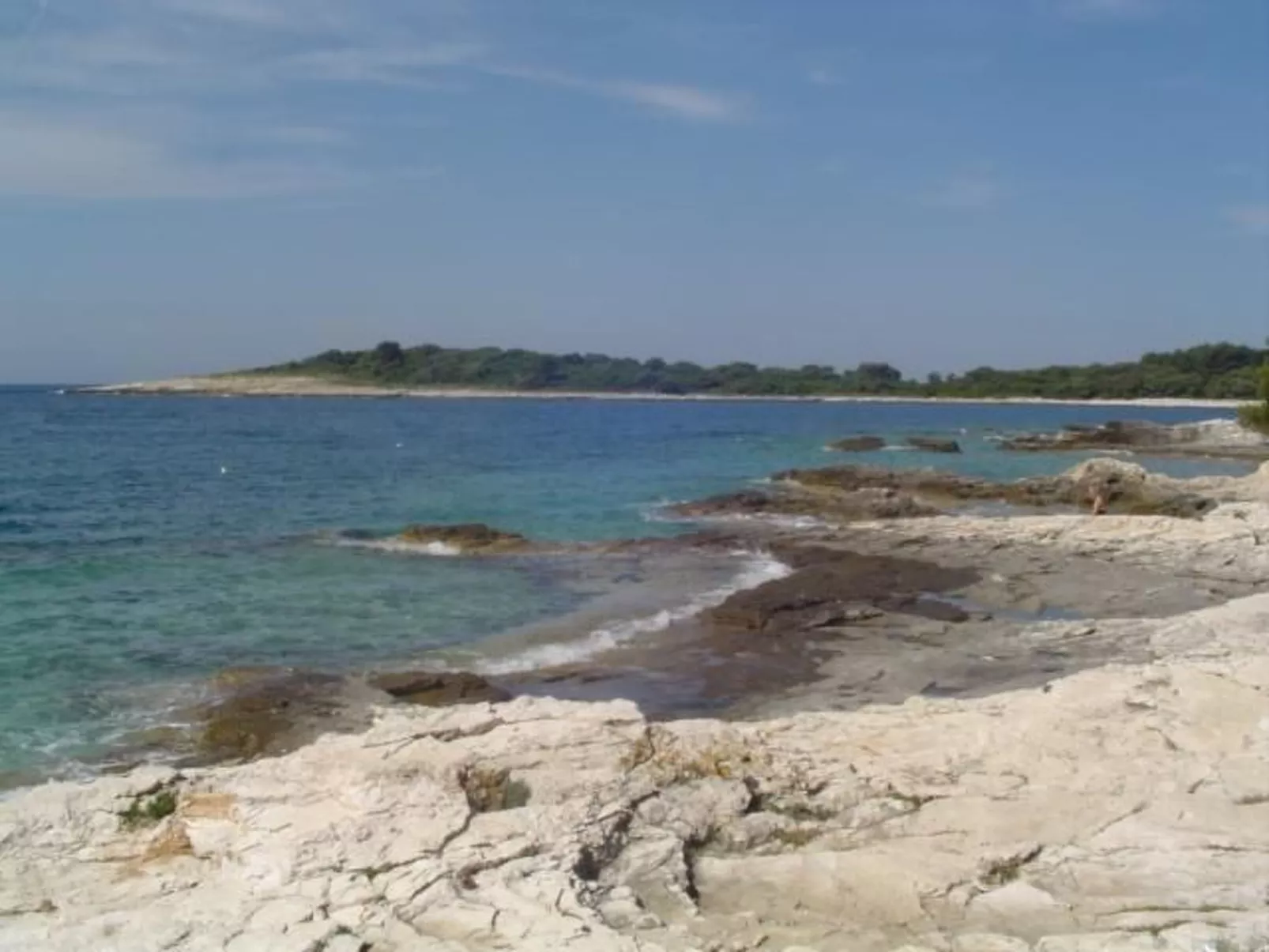 Ginkgo 1 - Image-tags.info