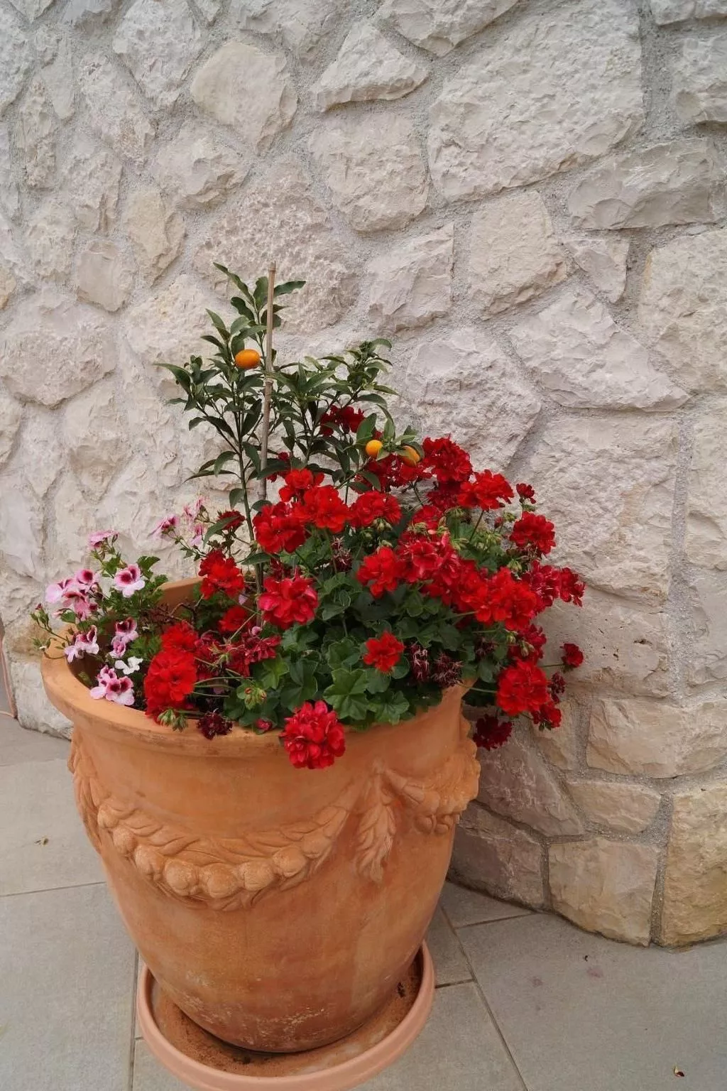 Ginkgo 3 - Image-tags.info