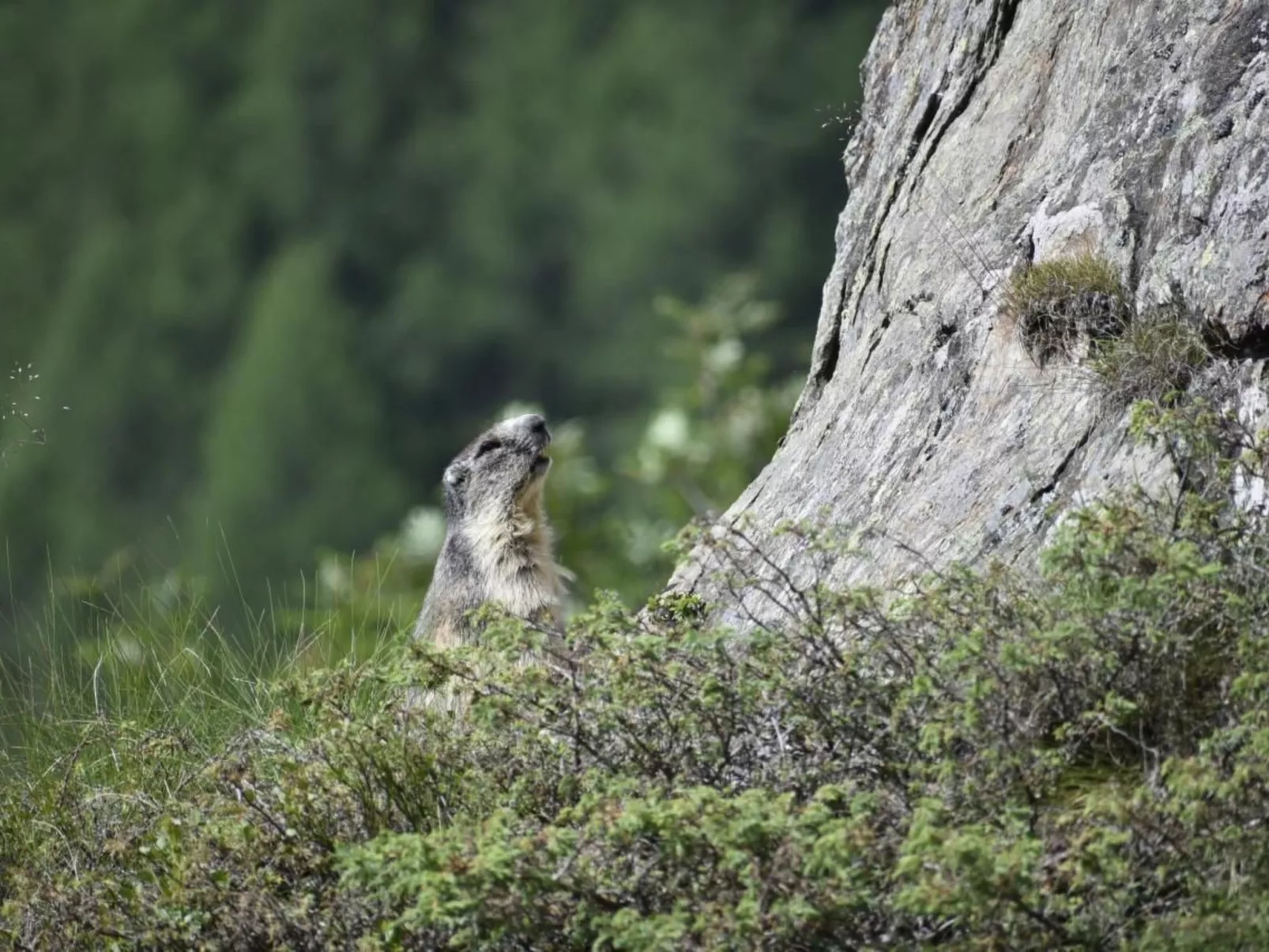 Chalet Le Murmure du Torrent - Draußen