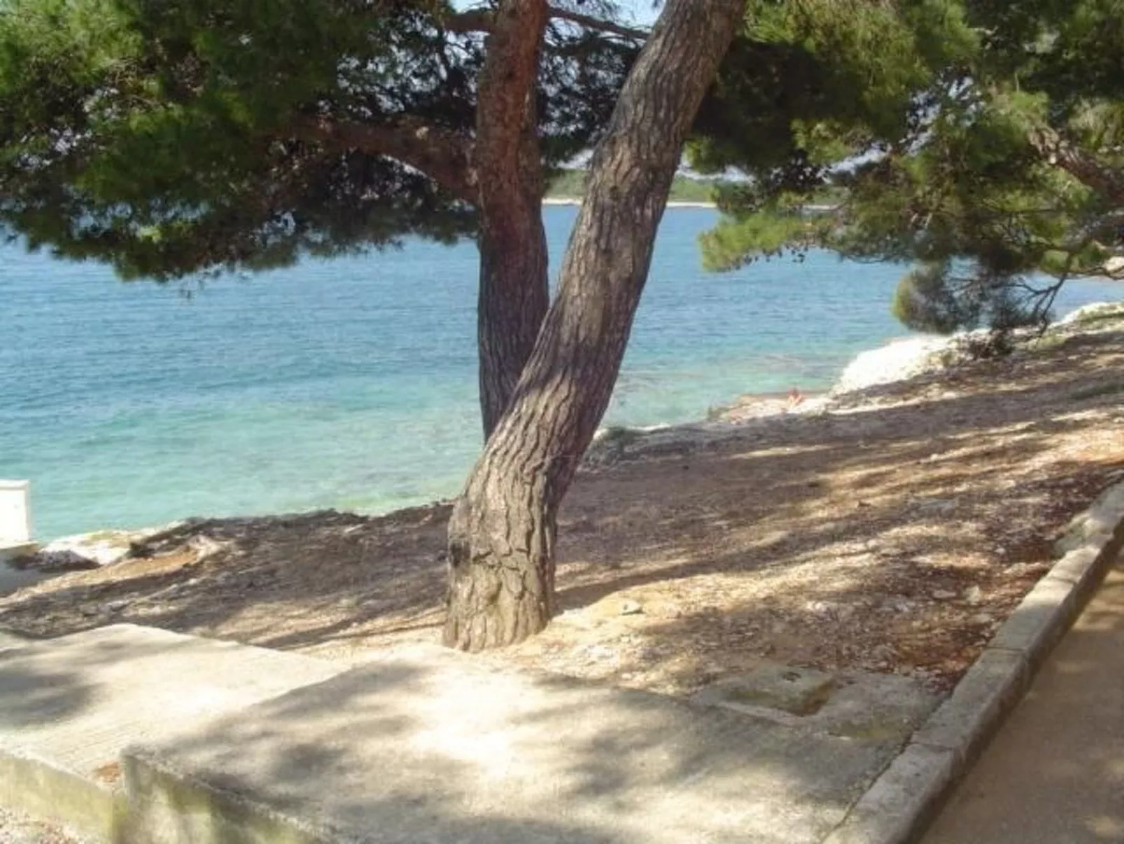 Ginkgo 1 - Image-tags.info