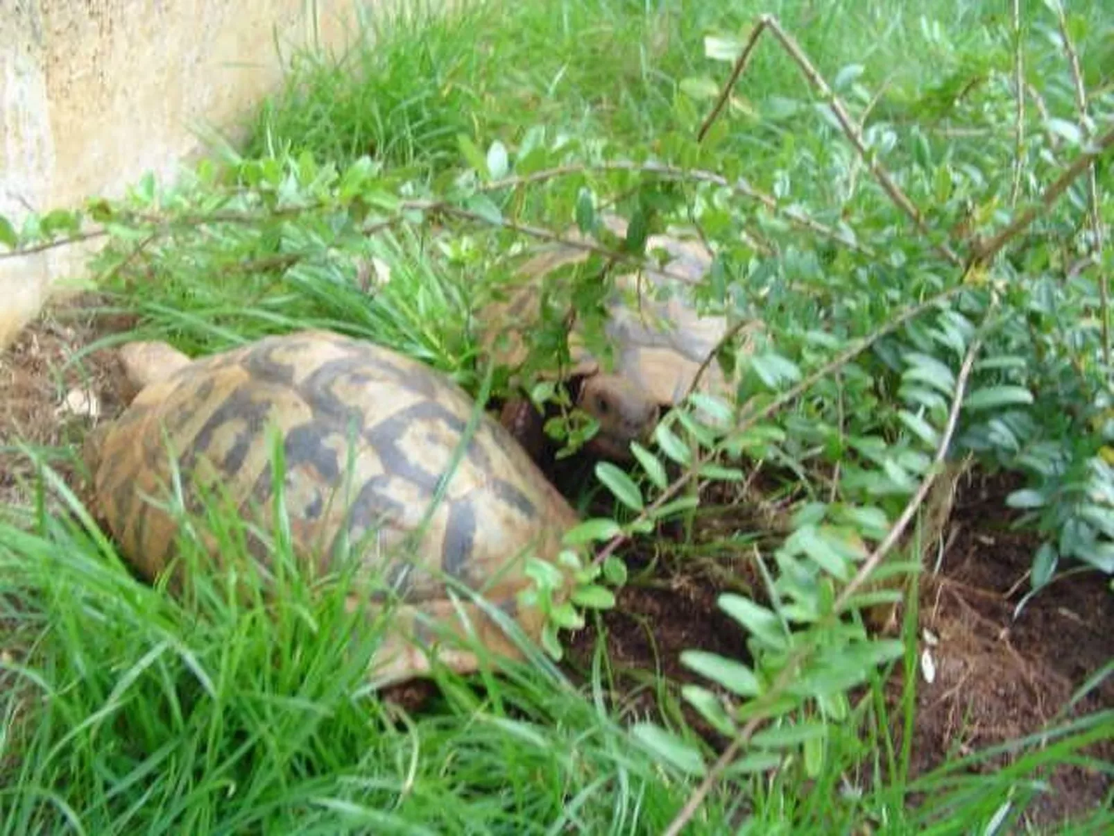 Ginkgo 1 - Image-tags.info