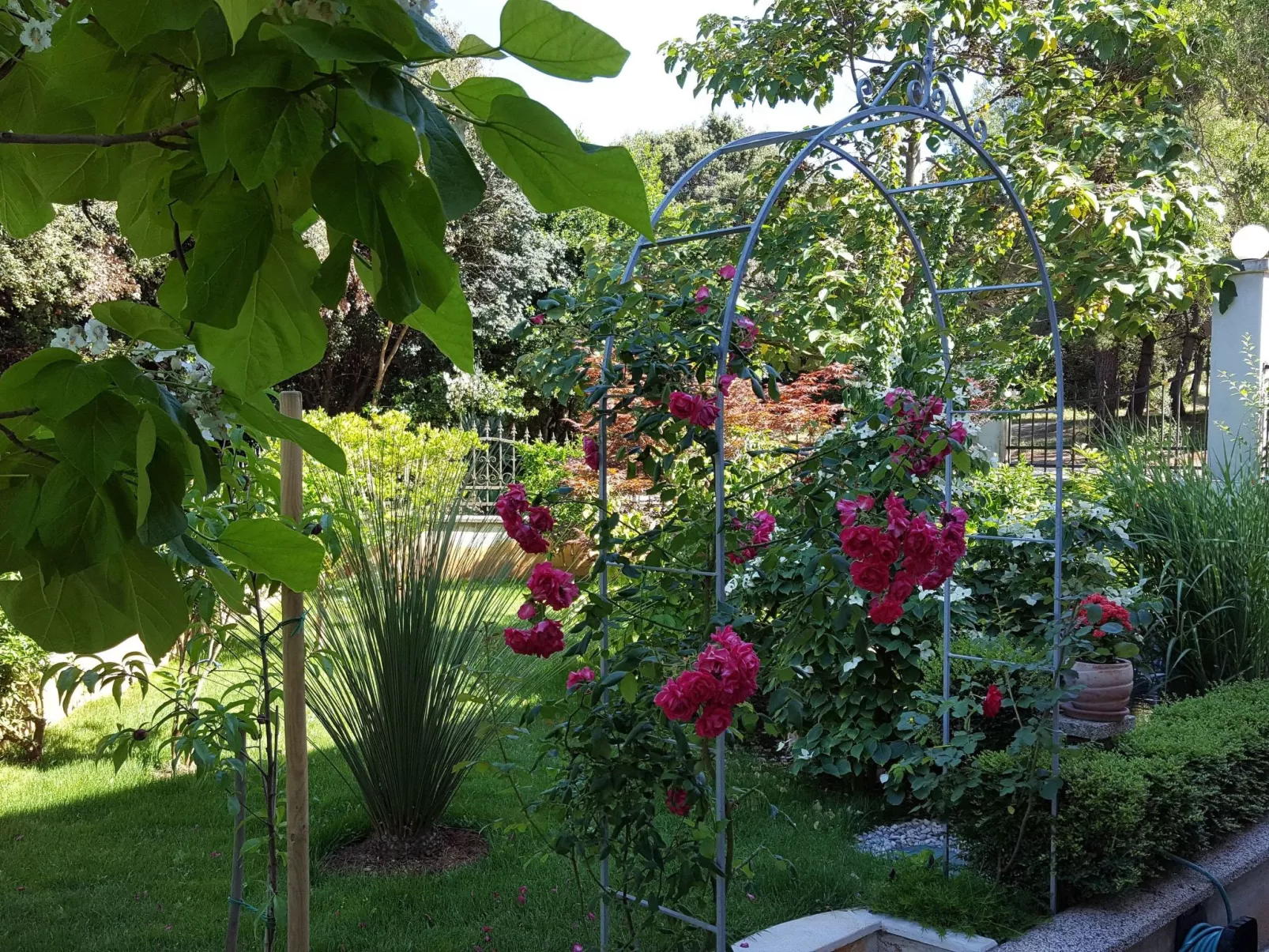 Ginkgo 1 - Image-tags.info