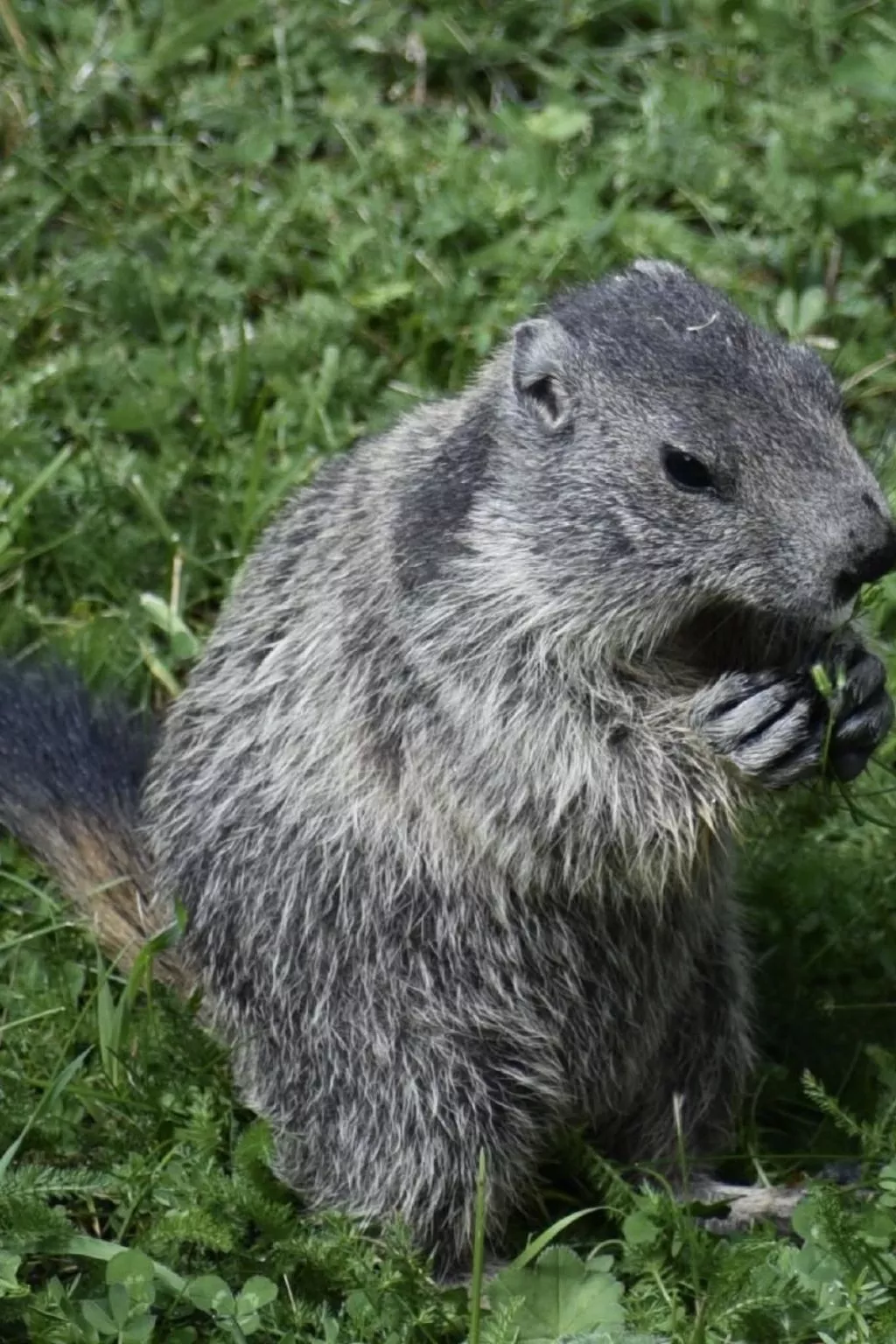 Chalet Le Murmure du Torrent - Draußen