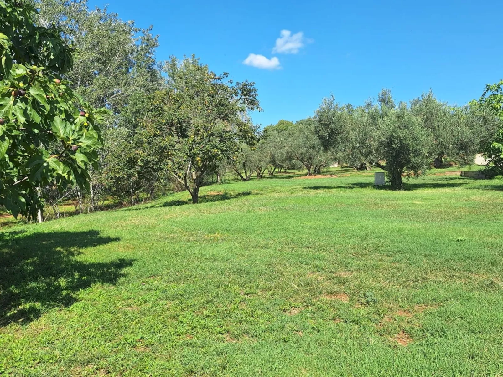 Finca el Olivar - Draußen