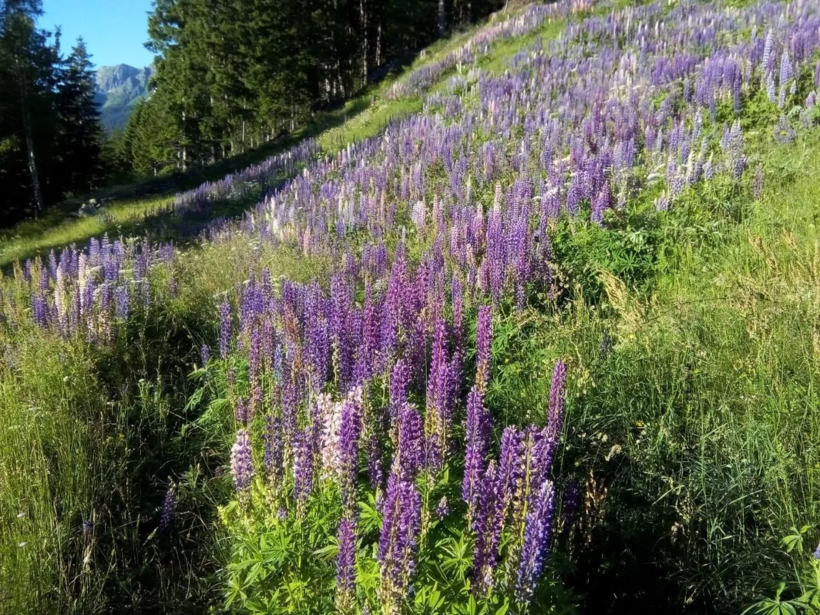 Alpe Monte Massella - Dehors