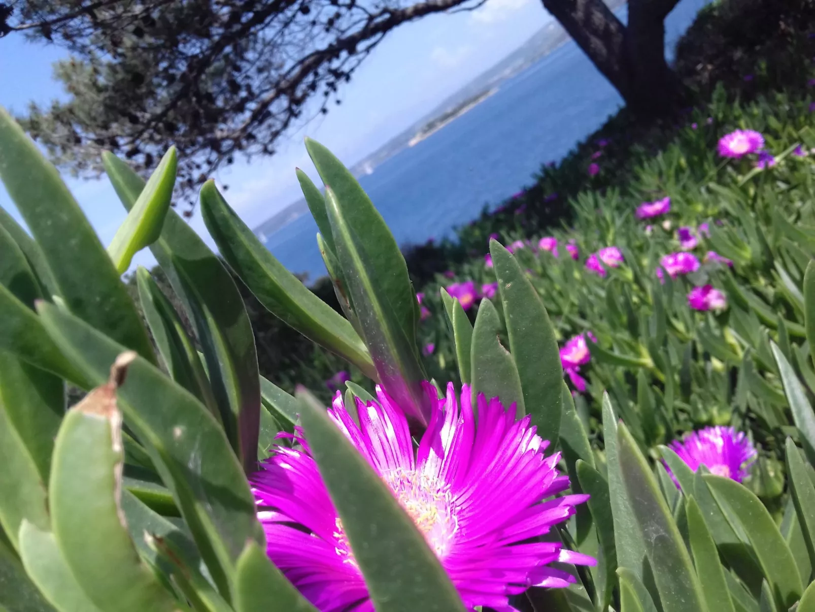 Haus am Meer Šolta - Draußen