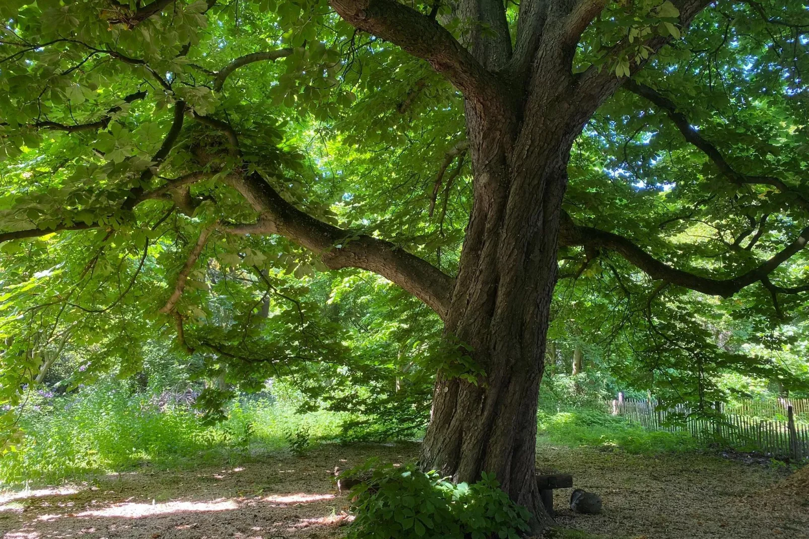 Dorpswoning Het Tolhuis-Gardens summer