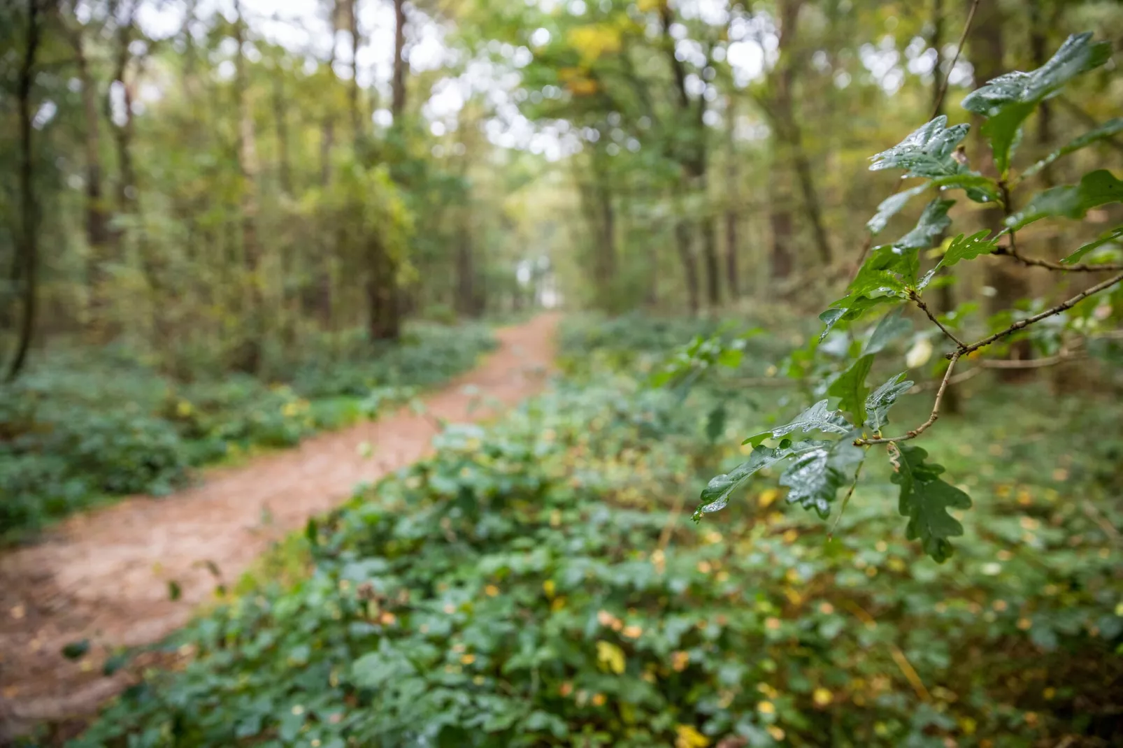 Bospark 't Wolfsven 19-Areas summer 5km