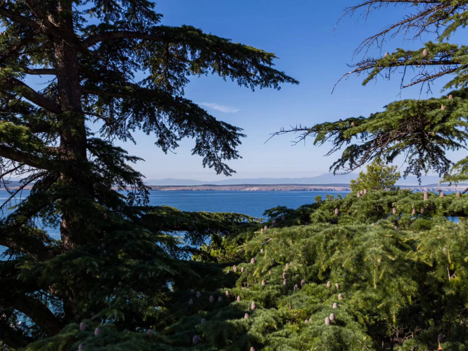 Villa Maslina - mali / HR-02470-02