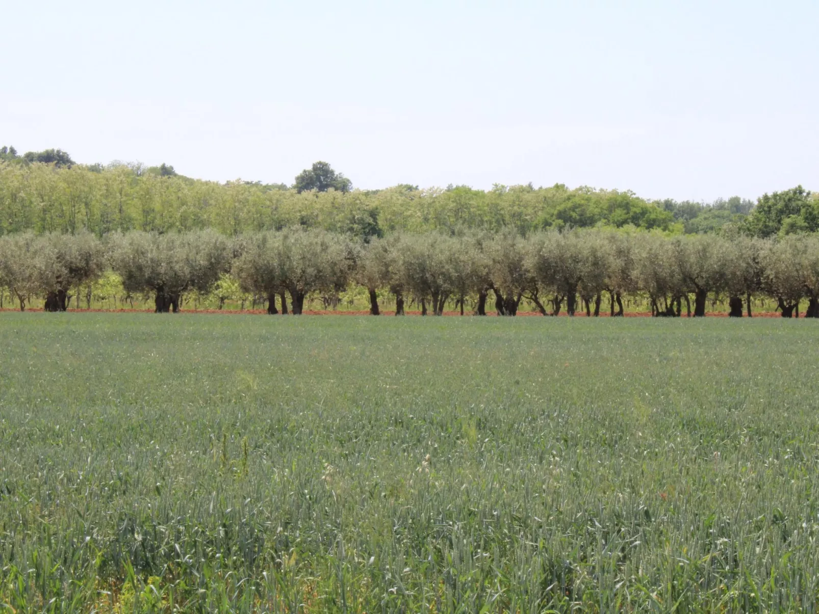 Villa Neela / HR-11039-01