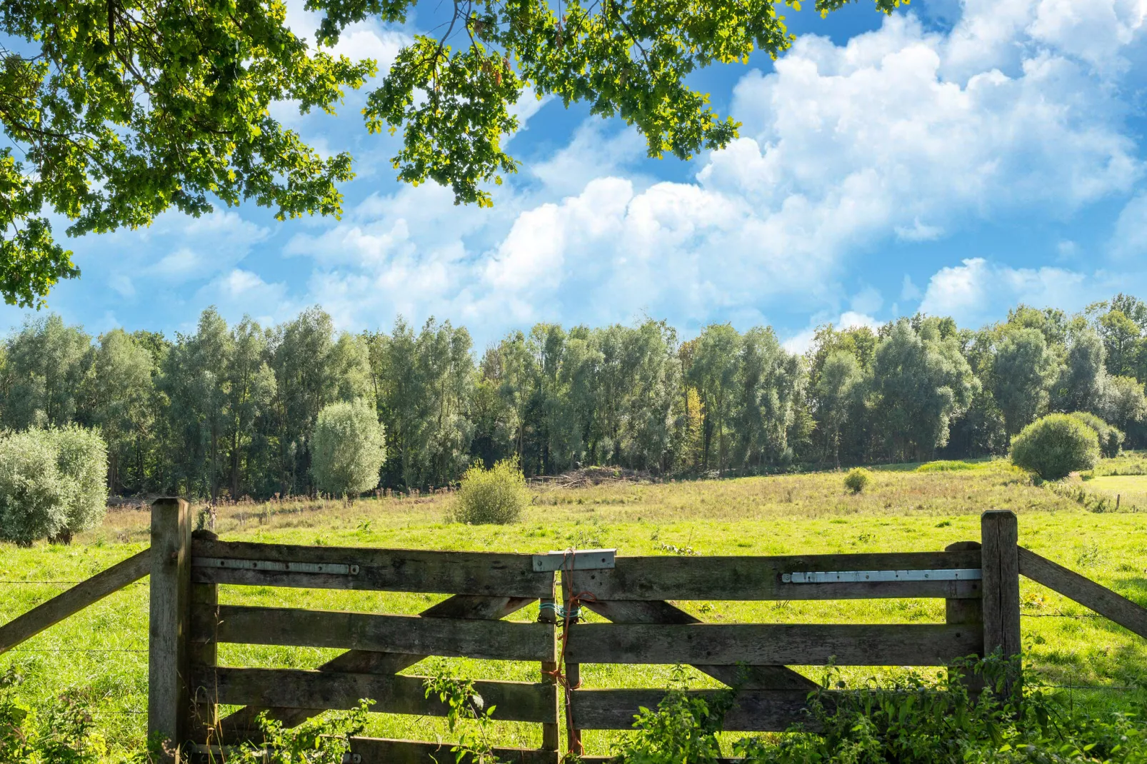 Bie Leentje on the meadow-Areas summer 5km