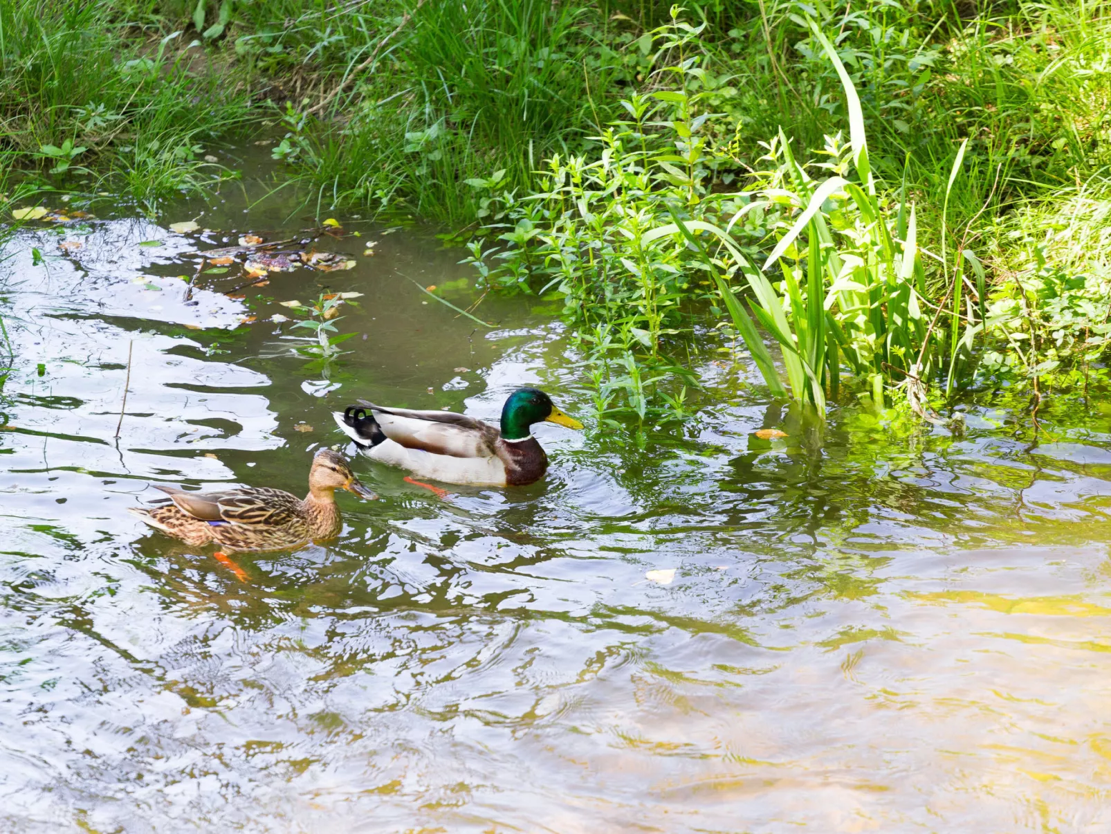 DUBRAVAC / HR-09867-01 - Image-tags.info