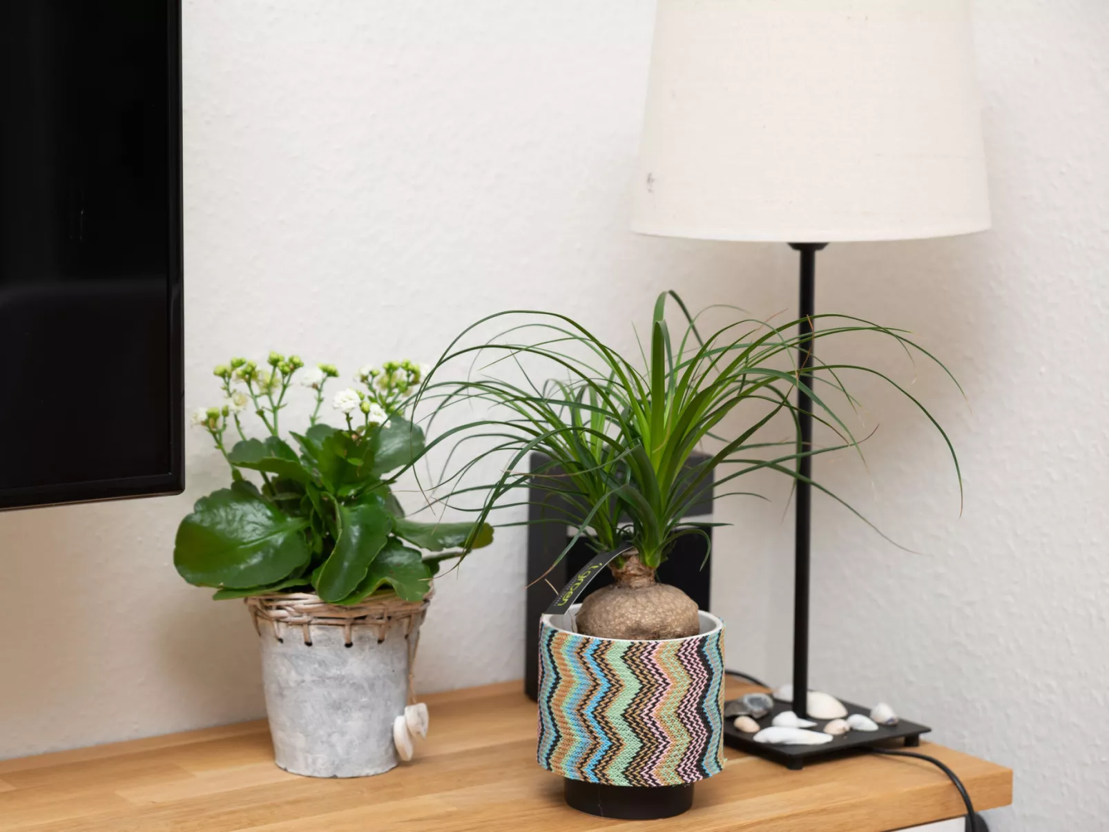 Zonparel - Image-tags.info