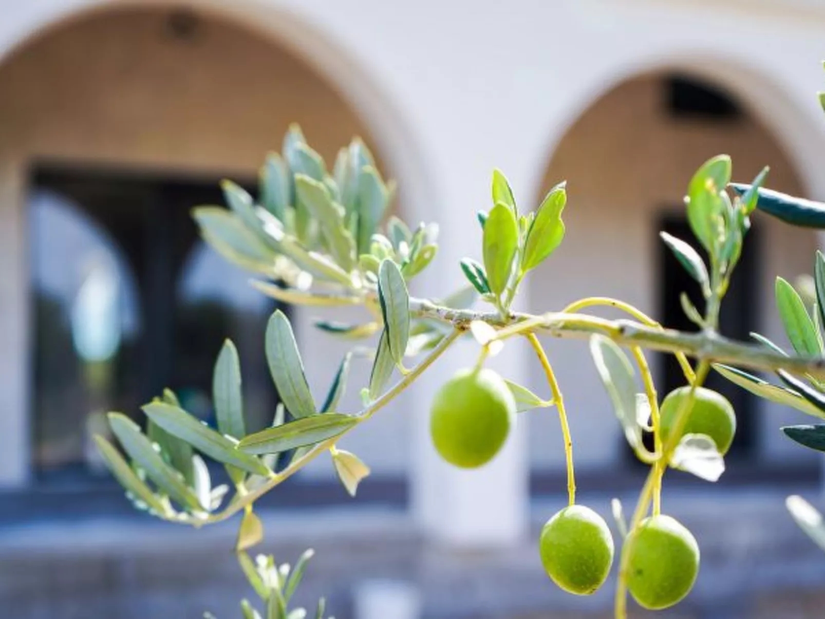 Holiday Home Olivarum with pool - Image-tags.info