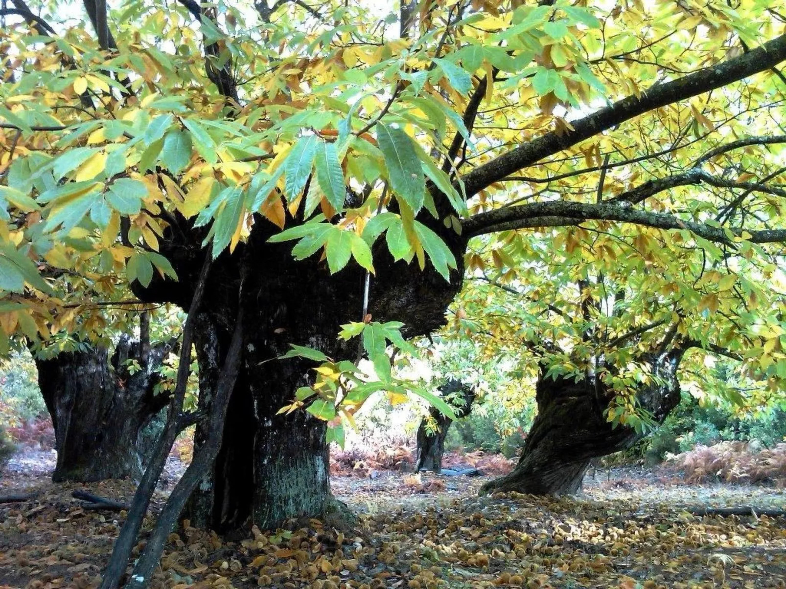 Rural Médulas Haus 1. für 4 PAX belegt. - Draußen