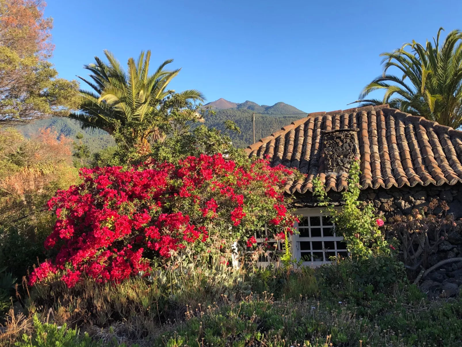 Las Tortugas - Dehors