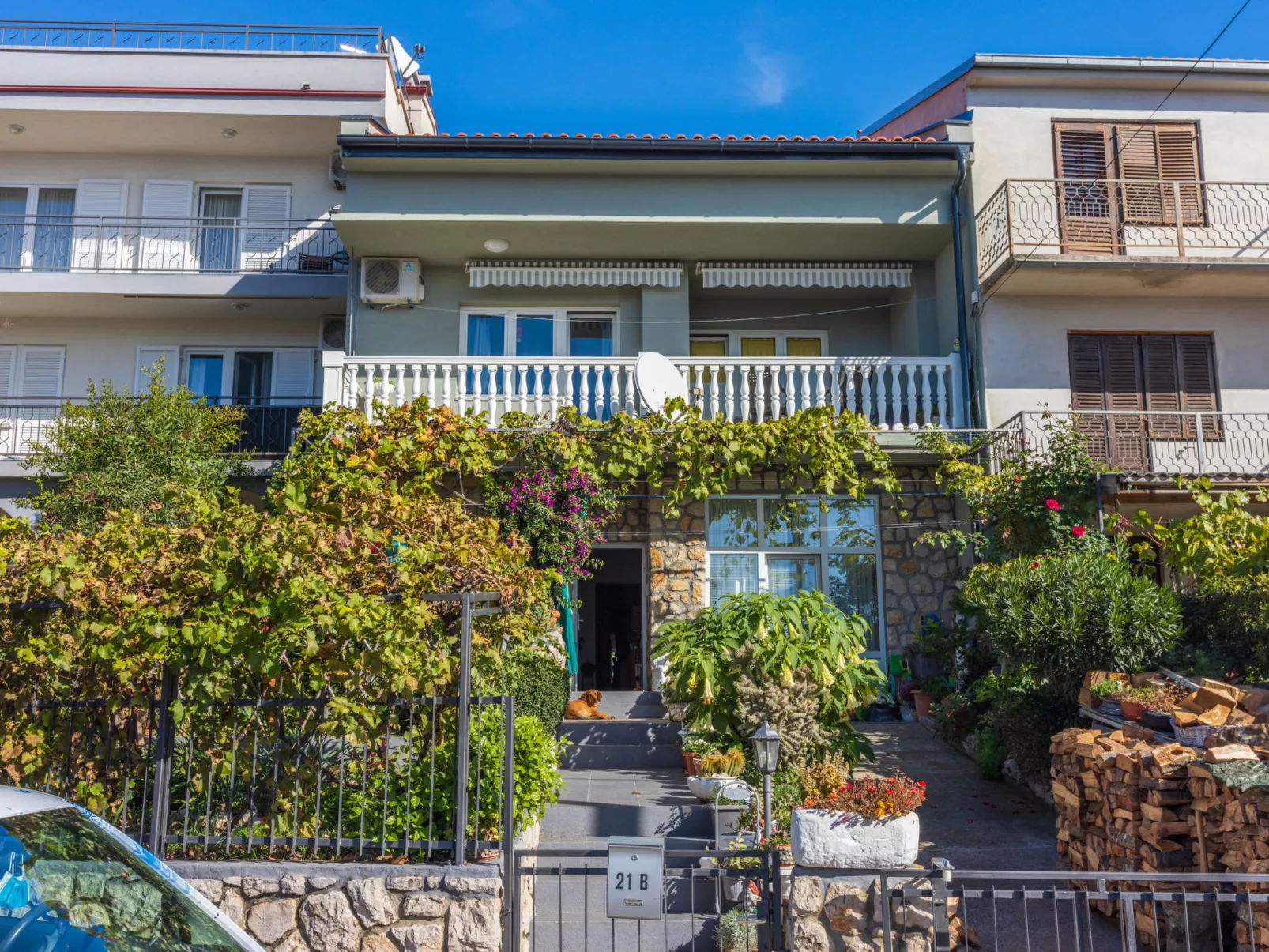 PCELICA MAJA / HR-09980-01 - Image-tags.info