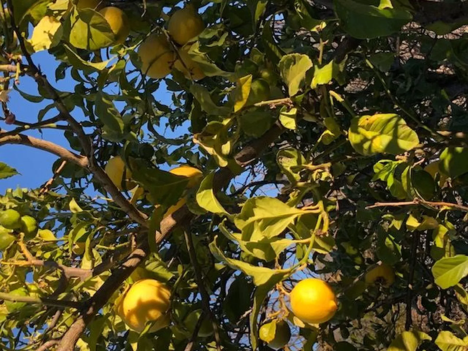 Las Tortugas - Dehors