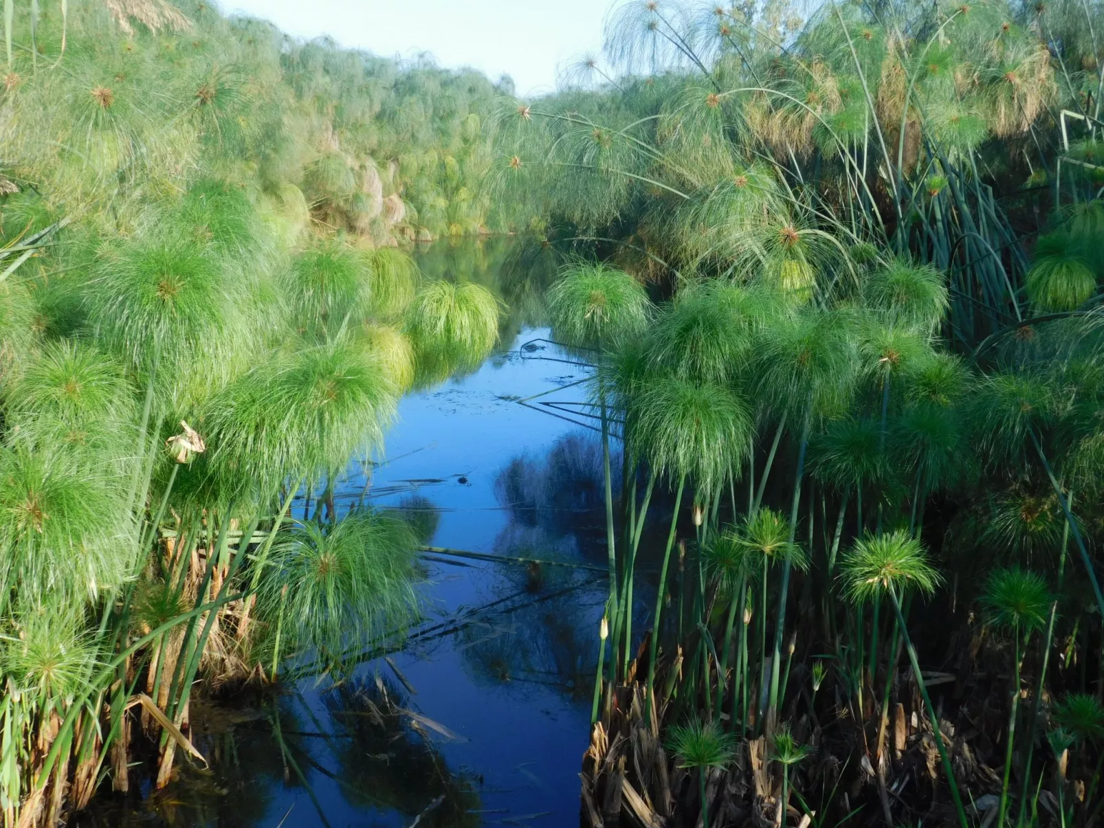 Villa dei Papiri - Standardzimmer mit Fenster zum Garten - Image-tags.info