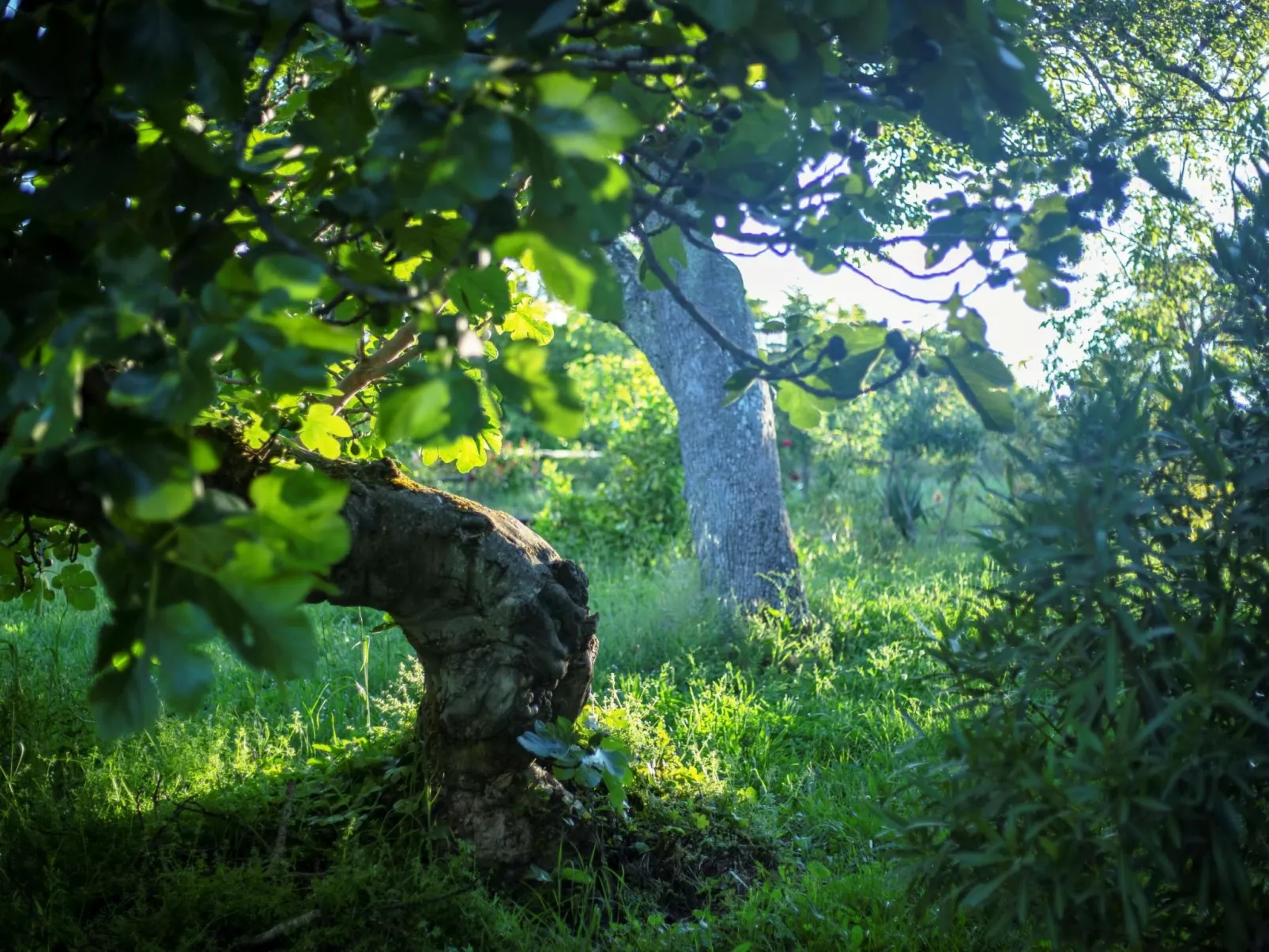 Rural Médulas Haus 1. für 4 PAX belegt. - Draußen