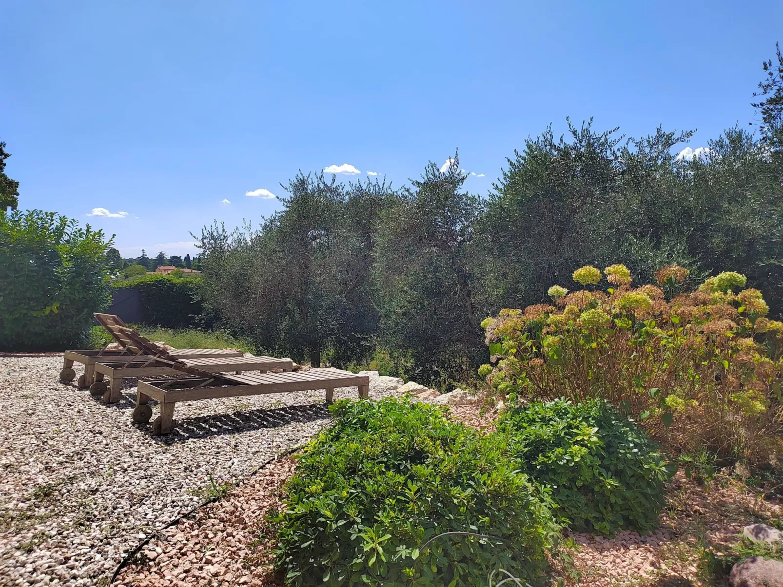 In einem spektakulären Olivenhain in einer ruhig - Image-tags.info