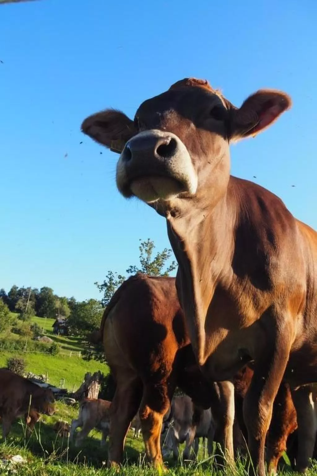 Zeltferien Into the Wäid "Zelt unter der Esche" - Image-tags.info