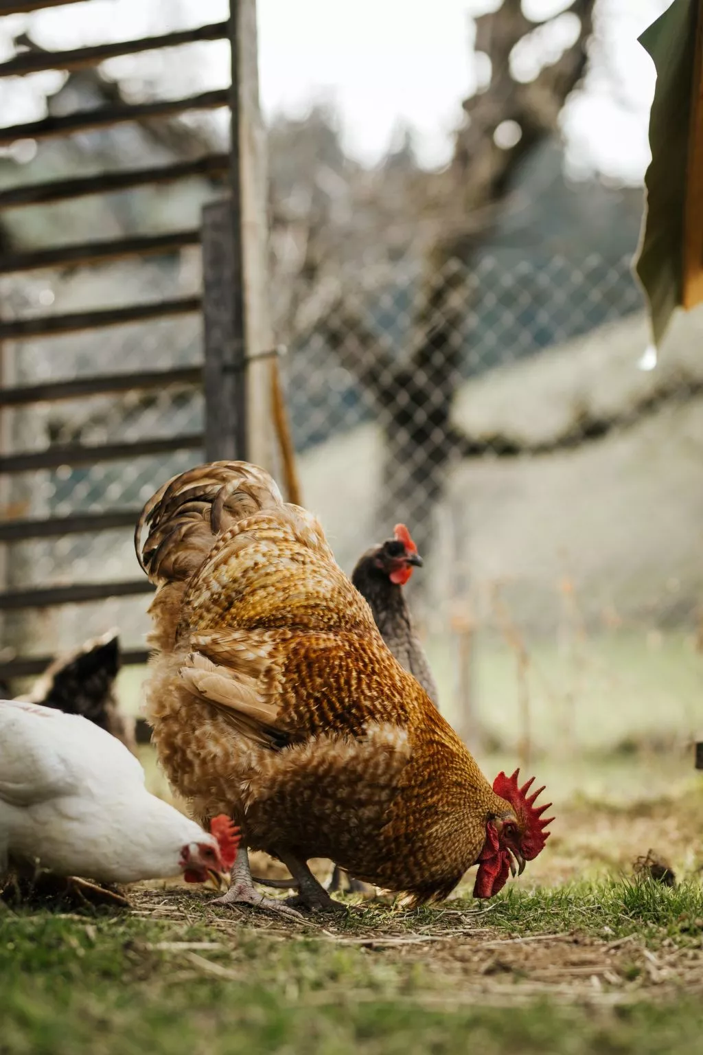 Hof Obertalgut - Draußen